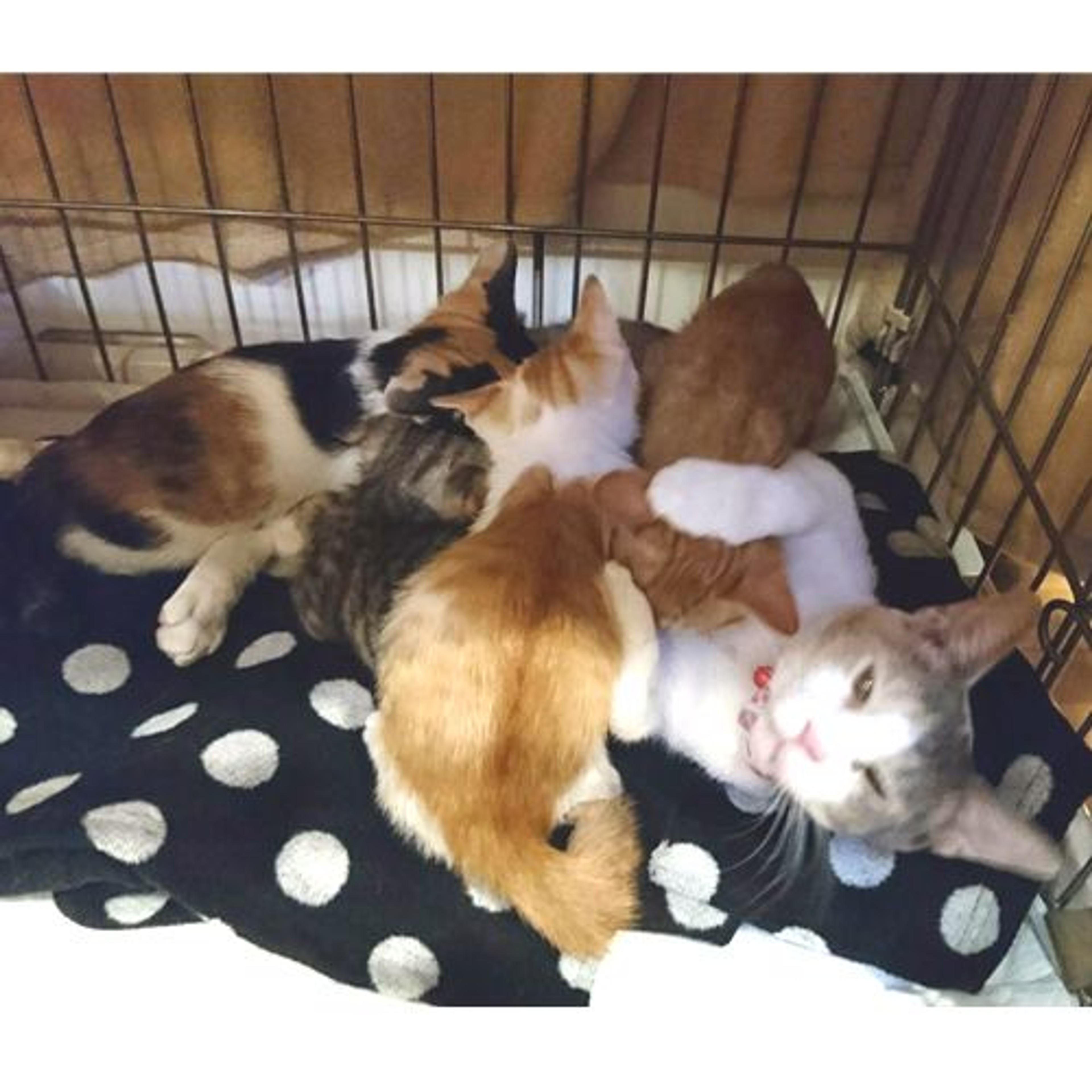pet-image-3
