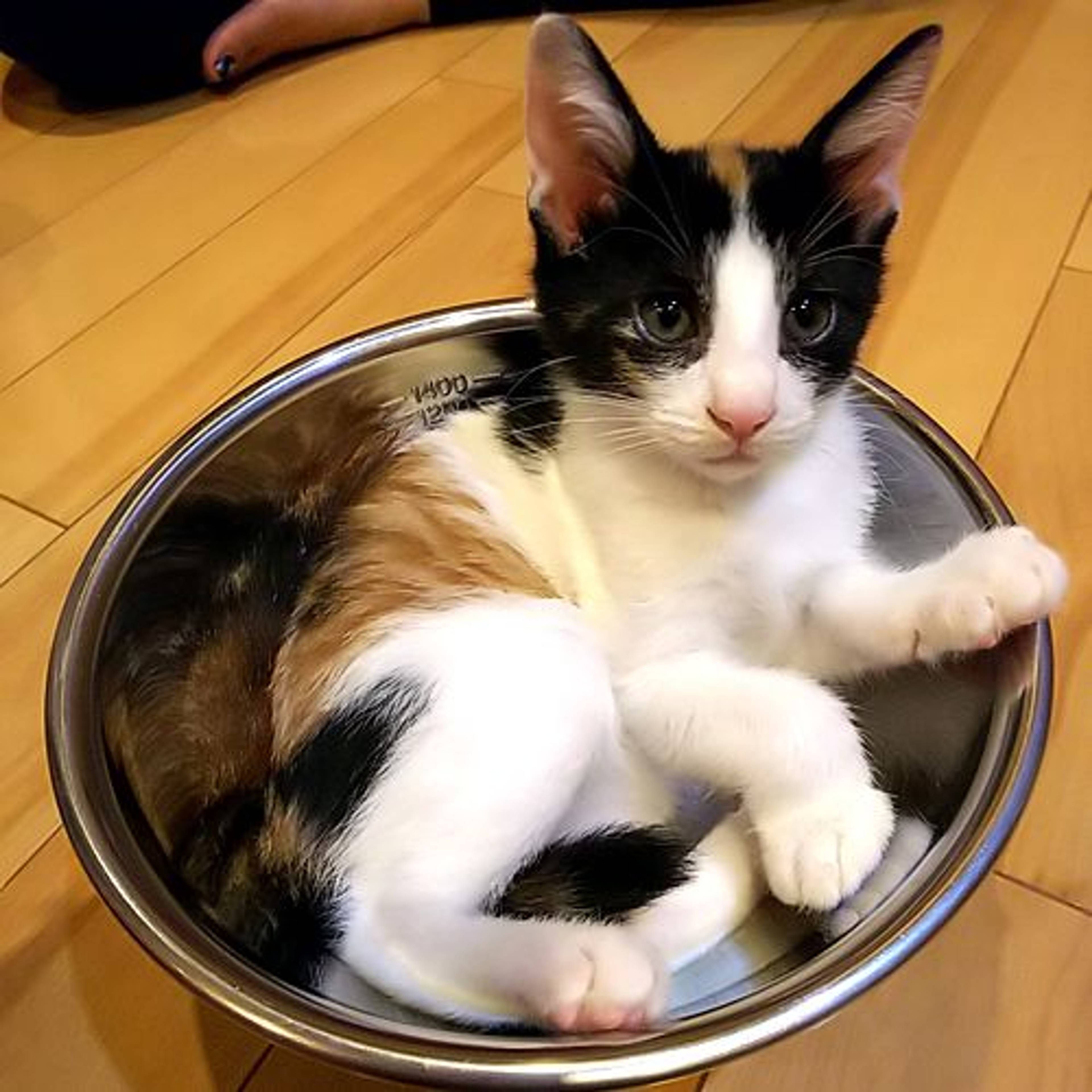 雑種（ミックス猫）・メスの里親募集の写真