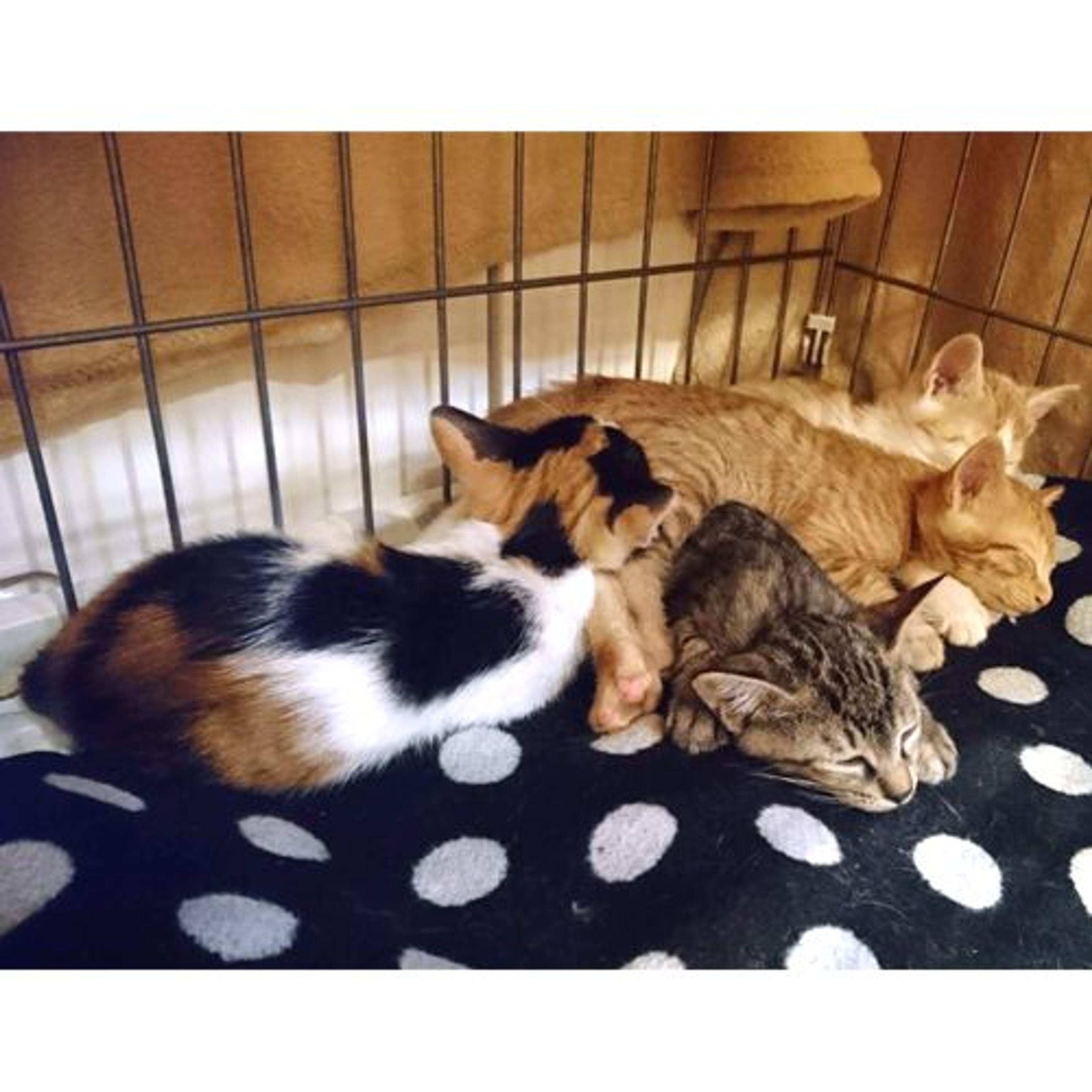 pet-image-3