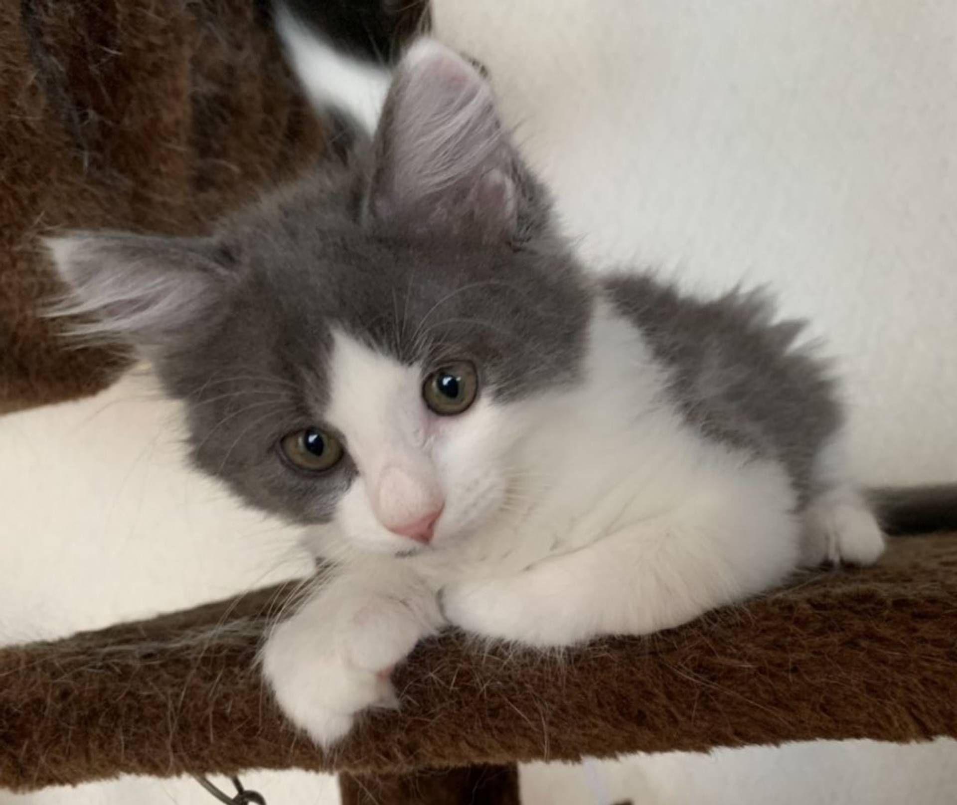 雑種（ミックス猫）・メスの里親募集の写真