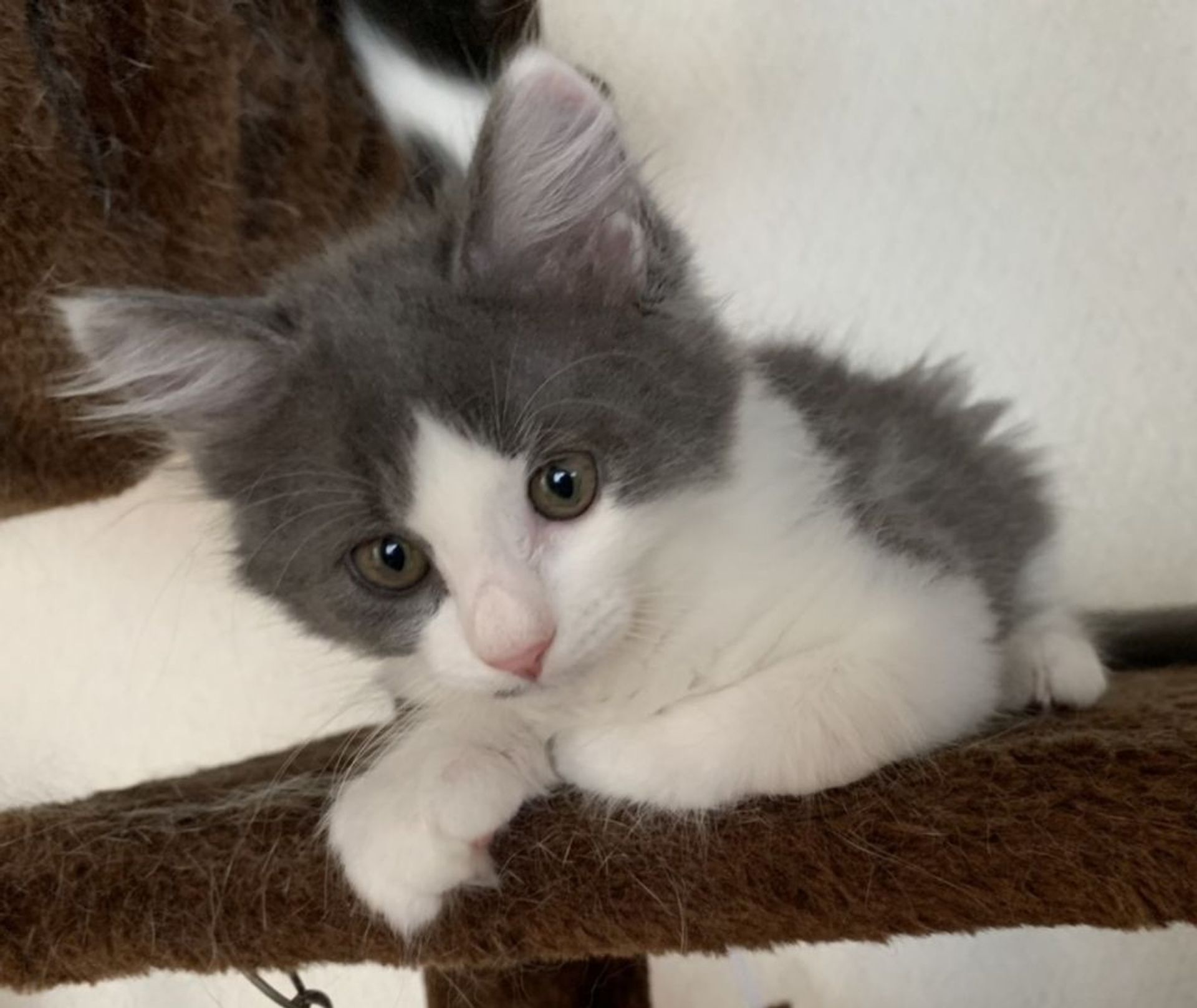 雑種（ミックス猫）・メスの里親募集の写真