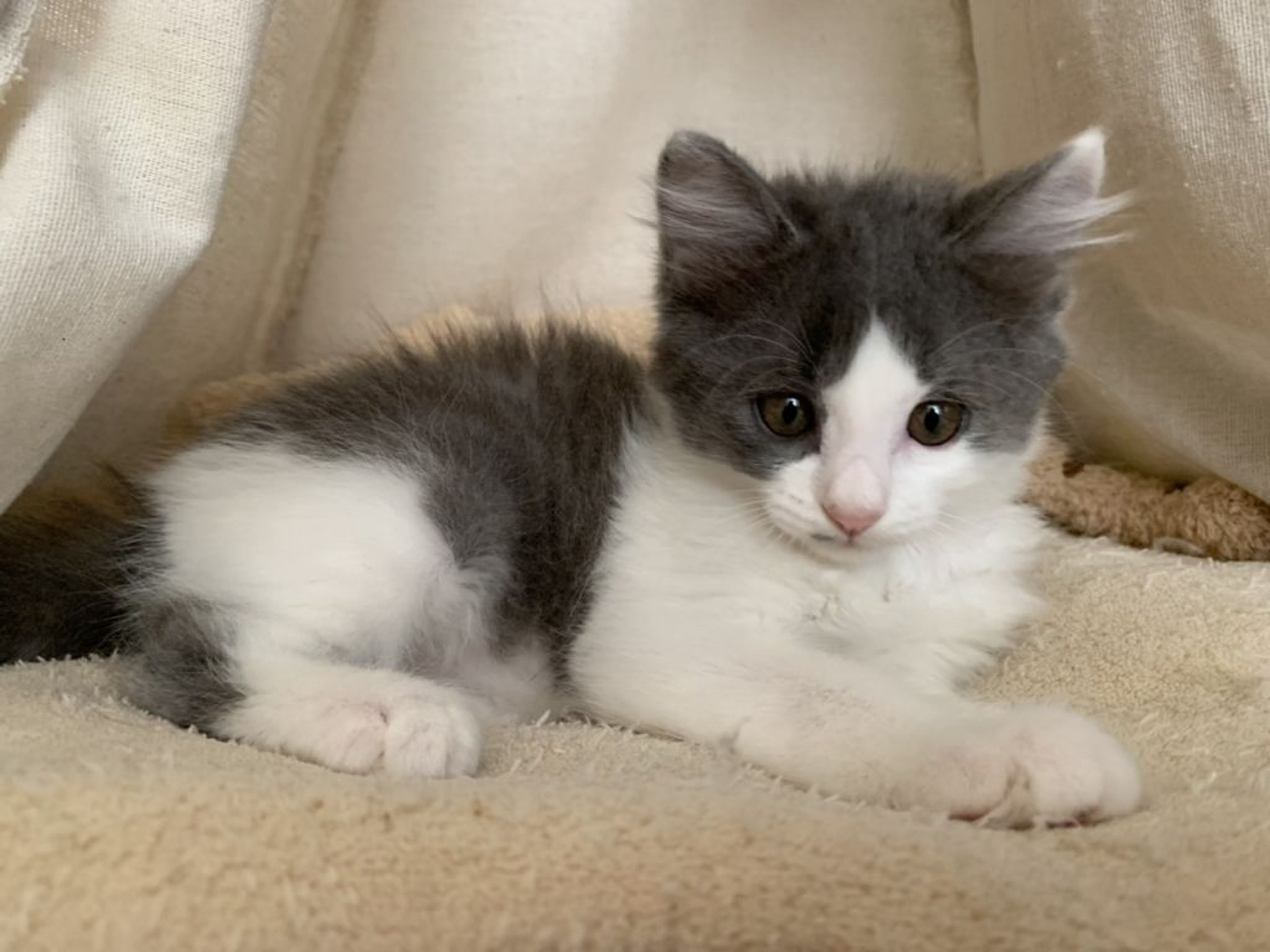 pet-image-3