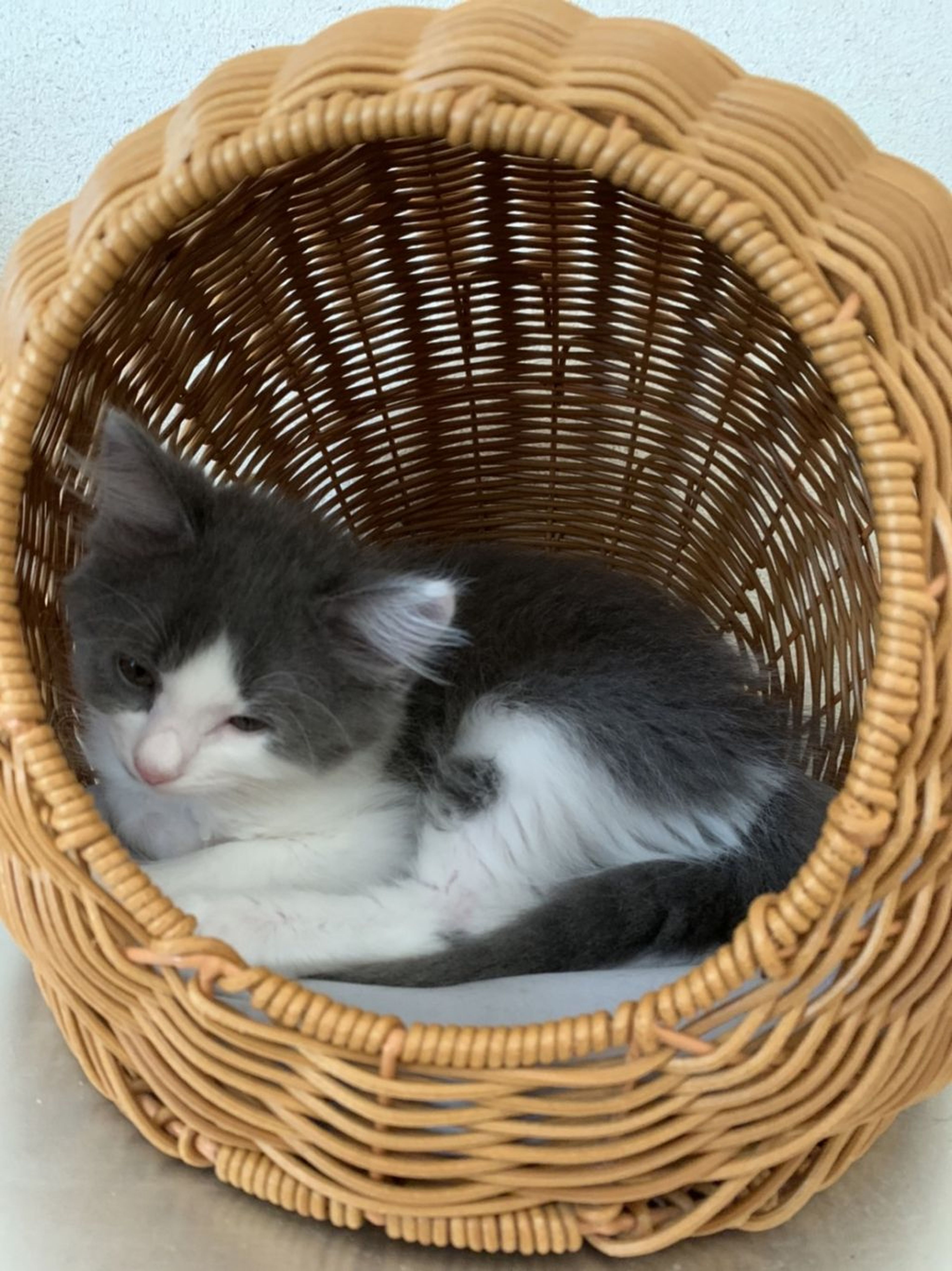 pet-image-7