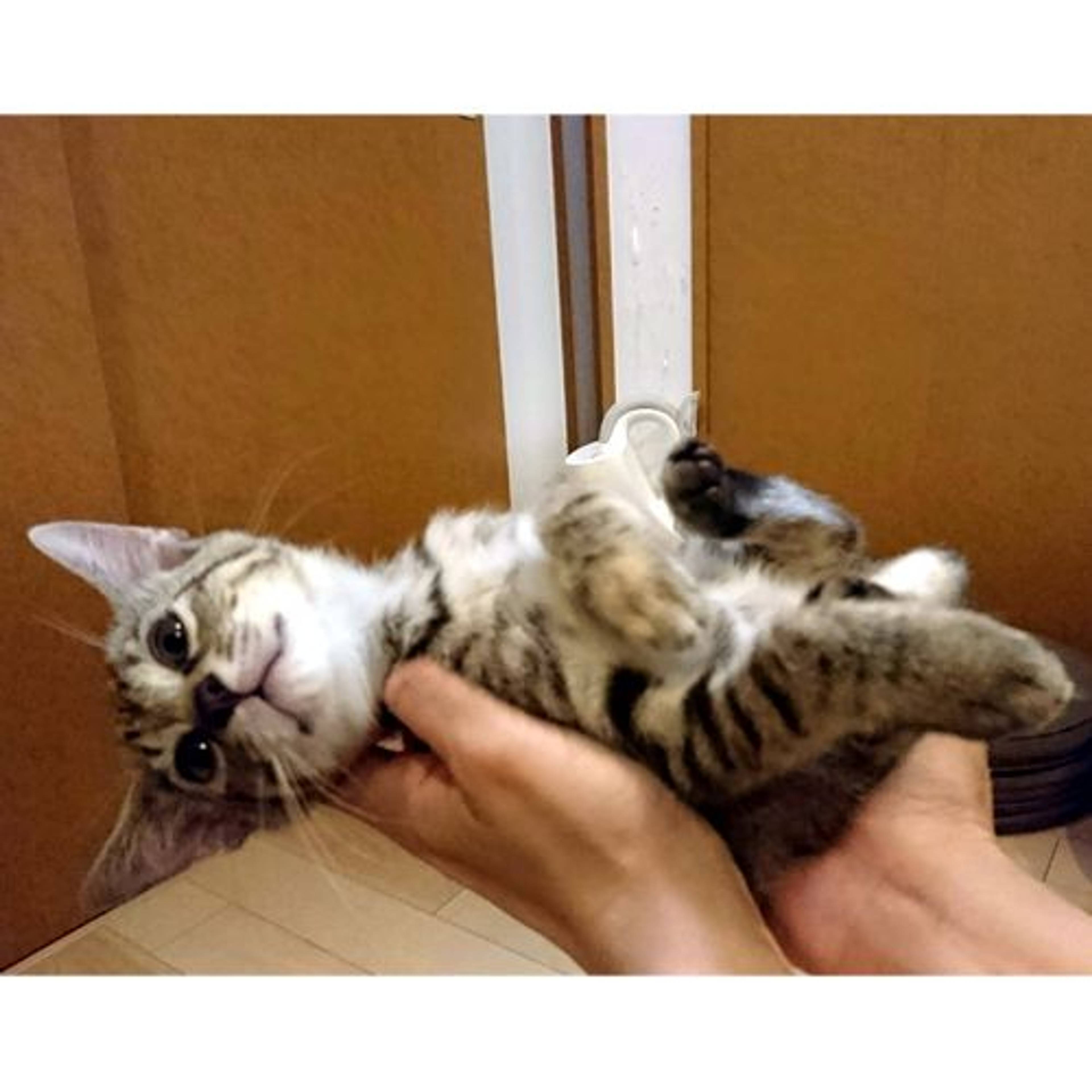 雑種（ミックス猫）・メスの里親募集の写真