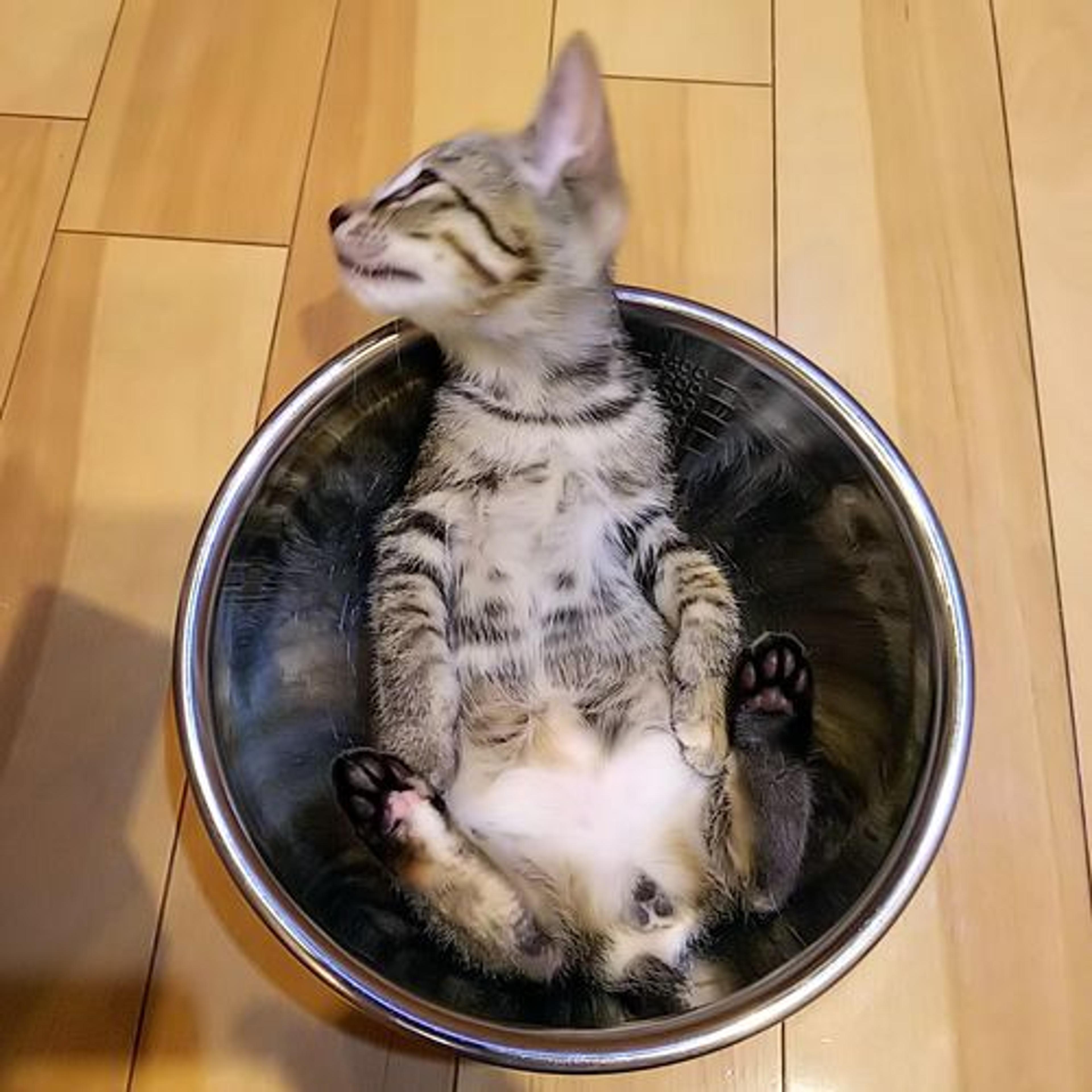 pet-image-3