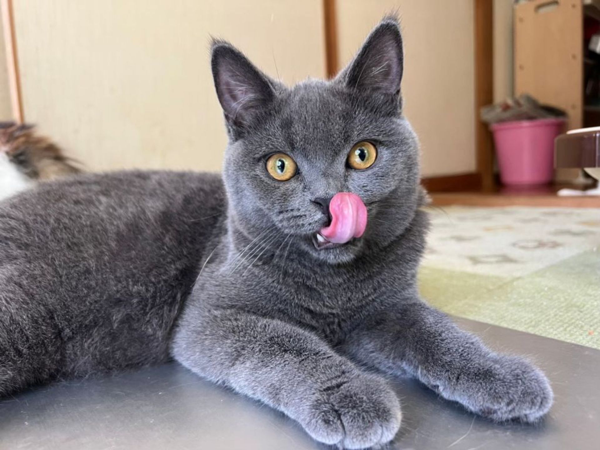 ブリティッシュショートヘア・オスの里親募集の写真
