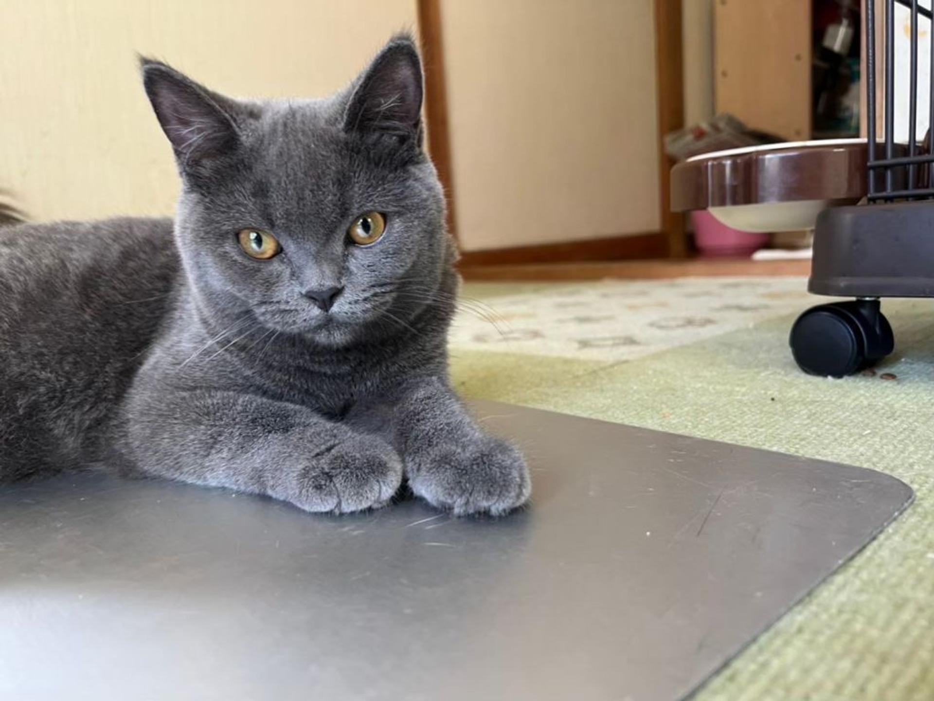 pet-image-3