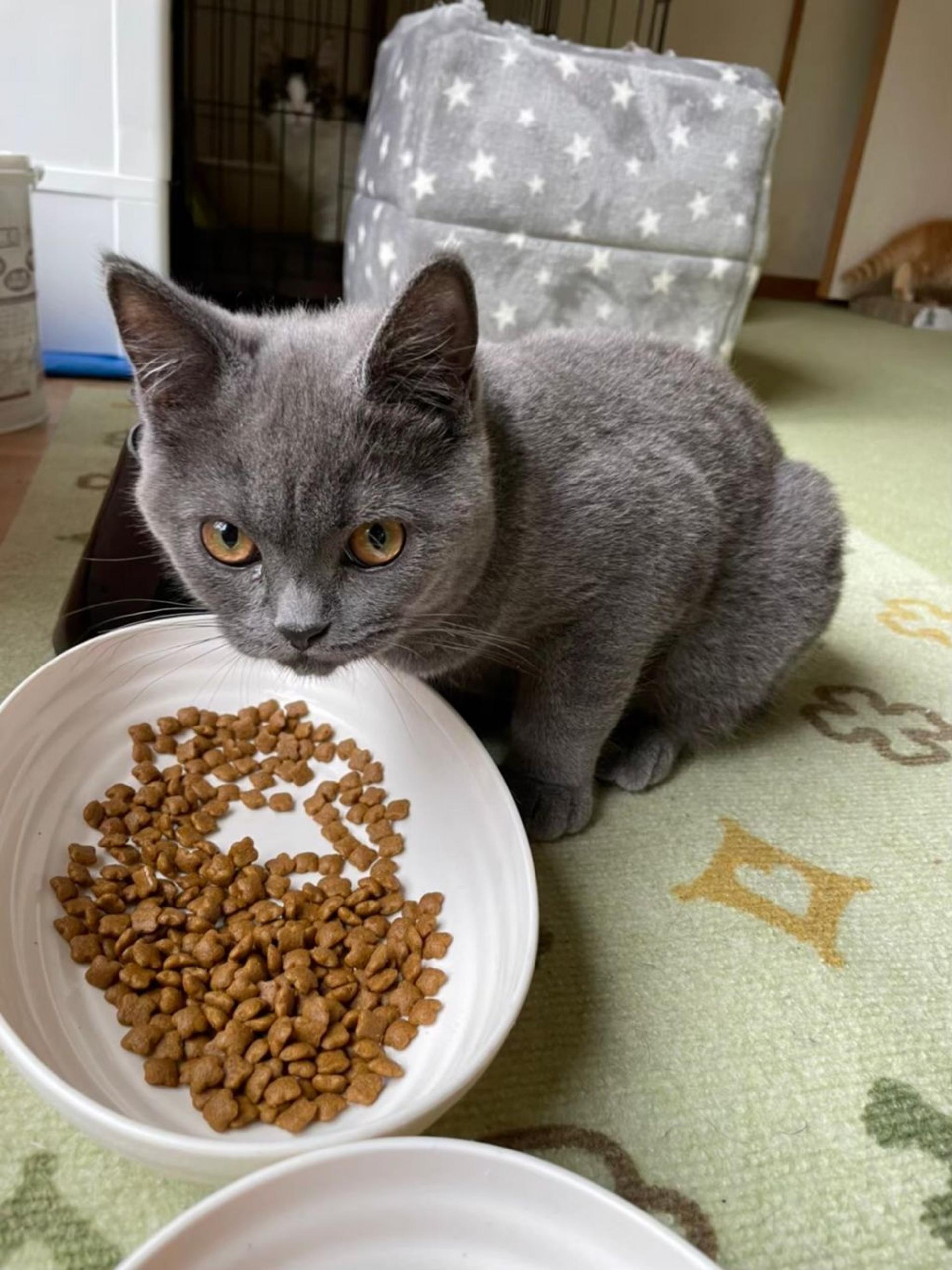 pet-image-5