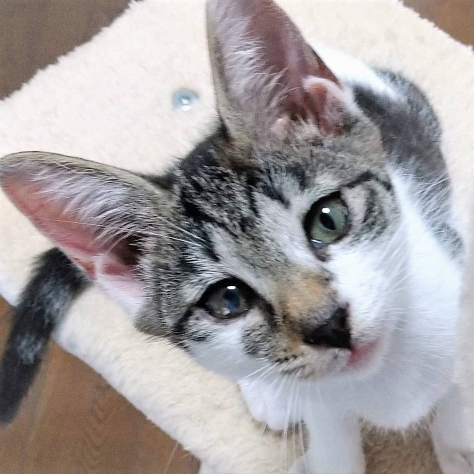 雑種（ミックス猫）・メスの里親募集の写真