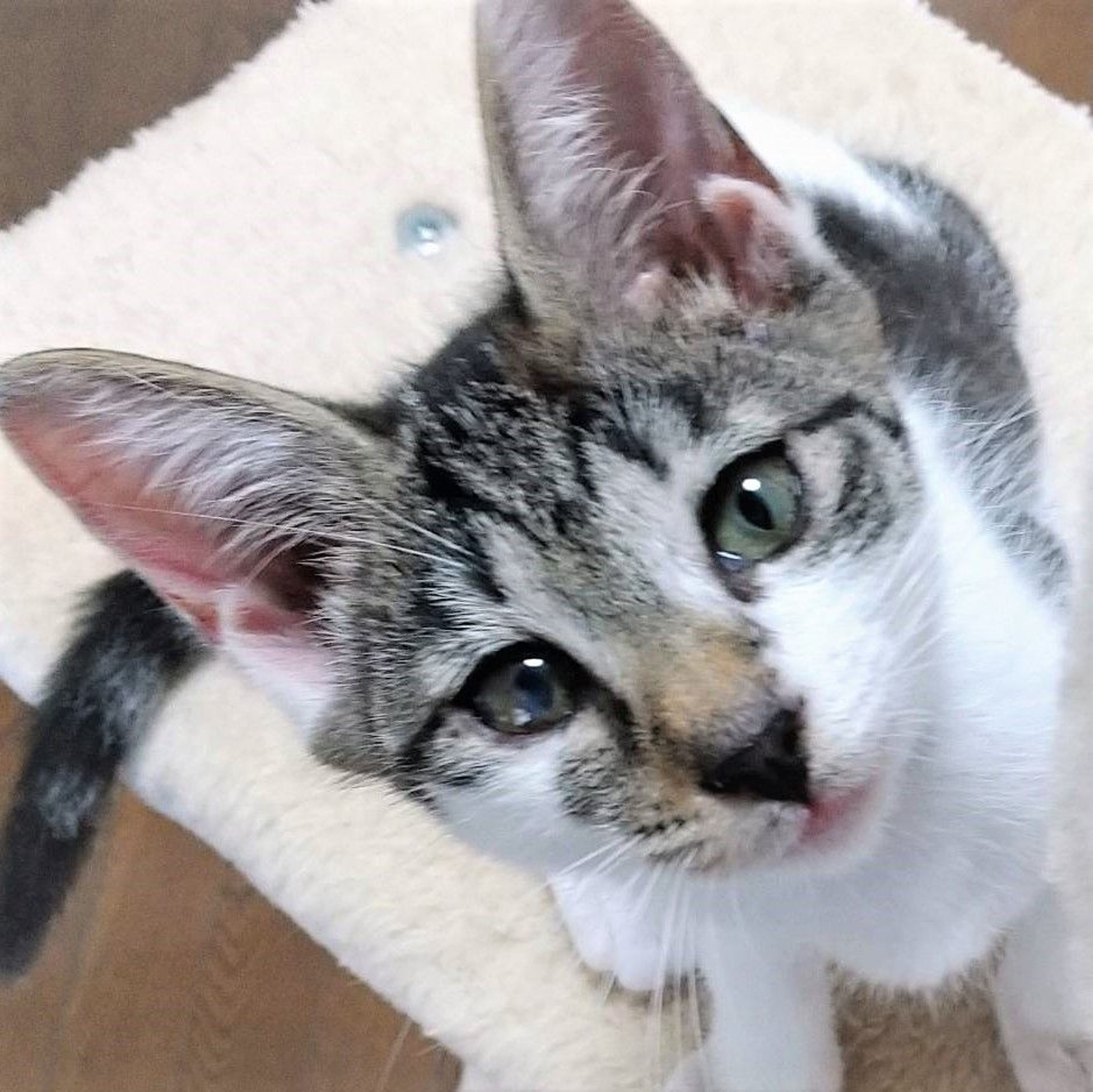 雑種（ミックス猫）・メスの里親募集の写真
