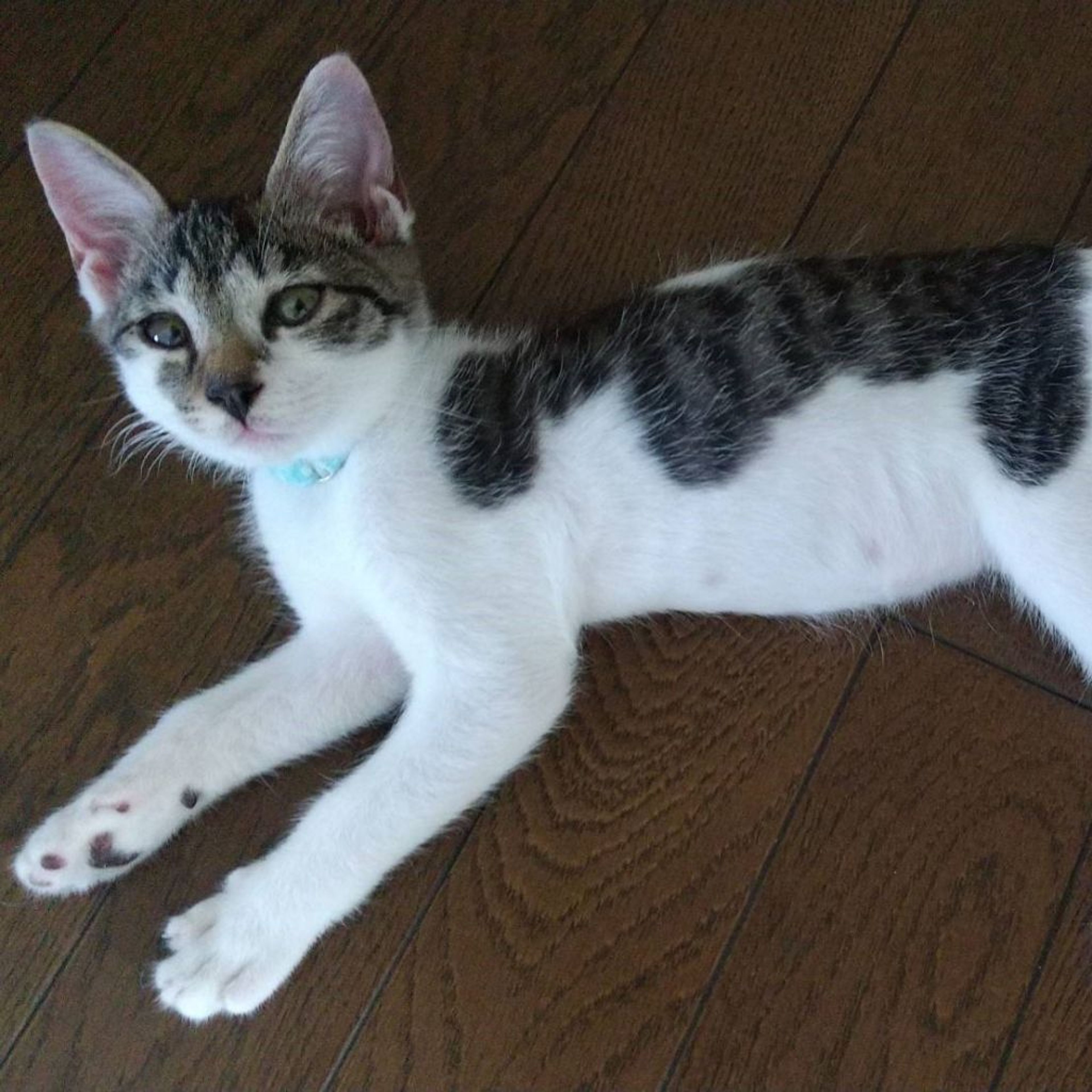 pet-image-3