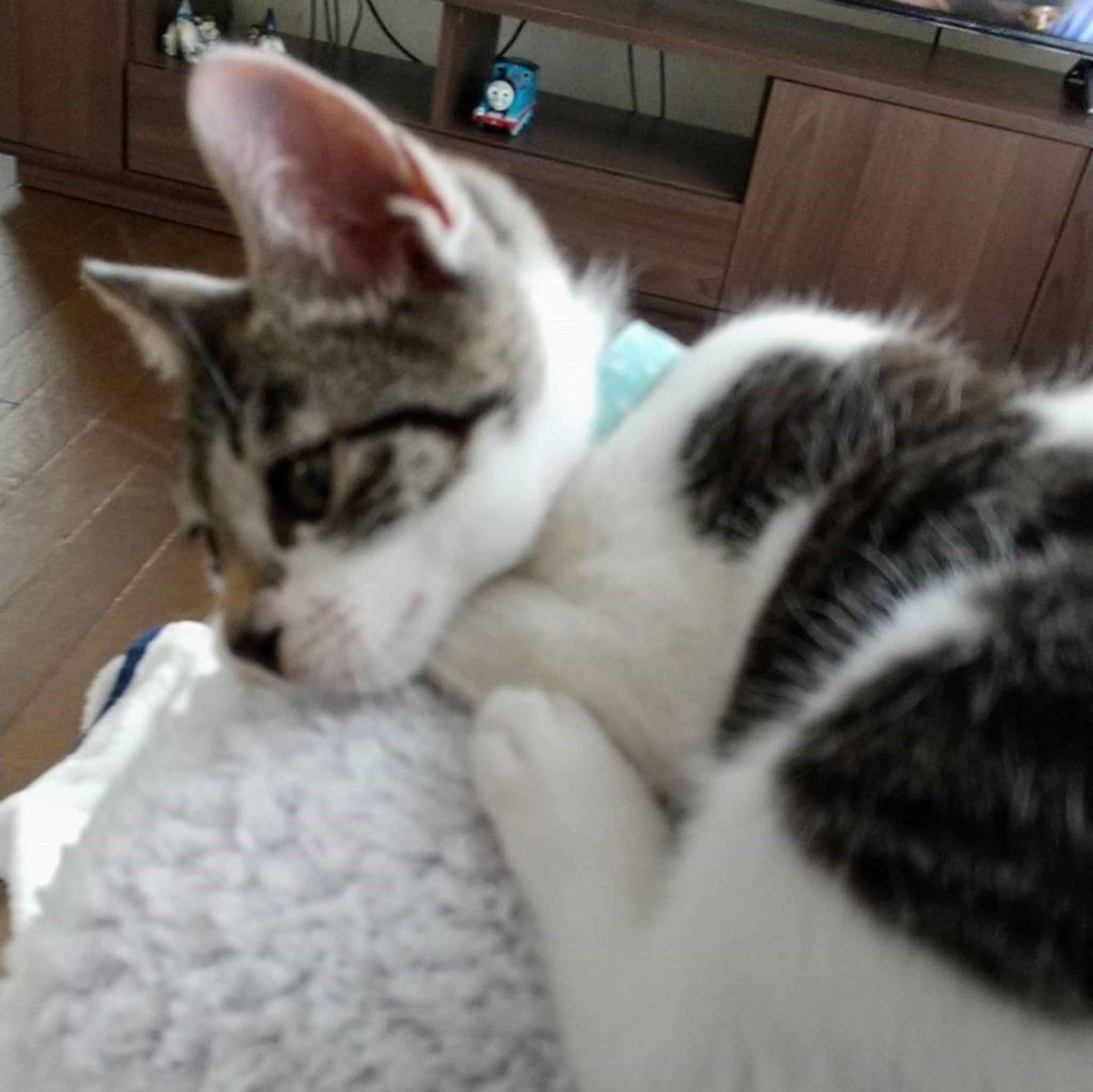 pet-image-4