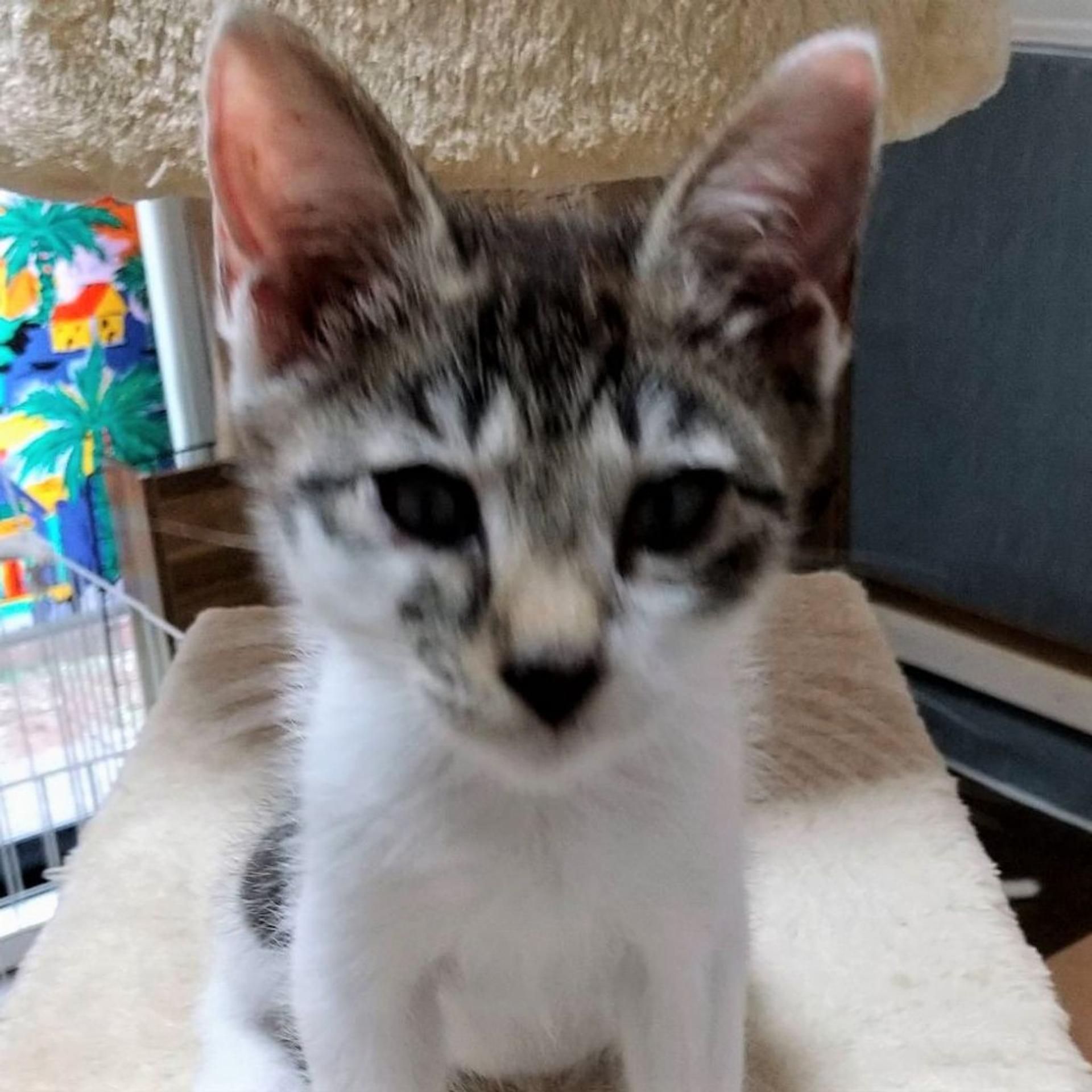 pet-image-5