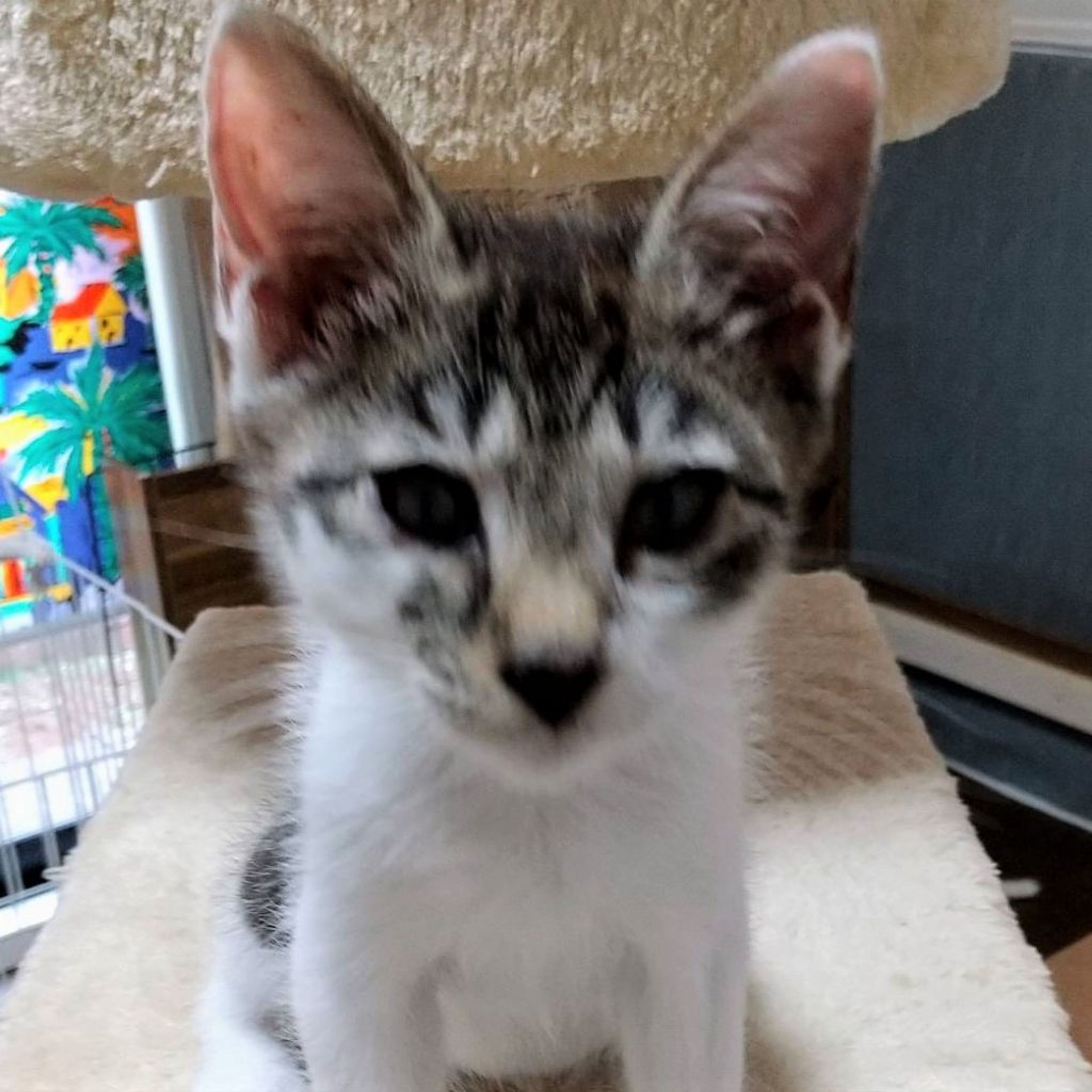 pet-image-5