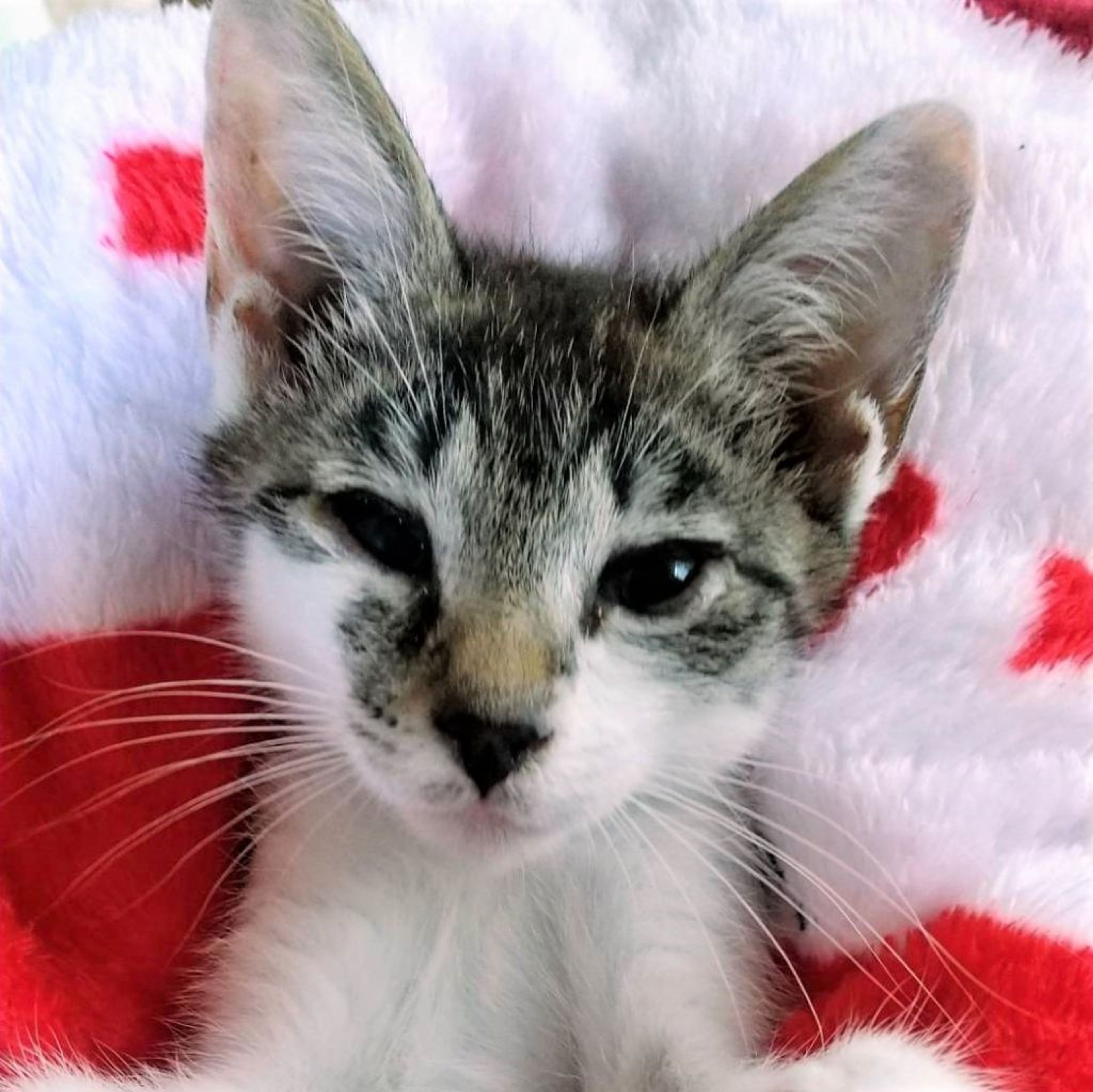 pet-image-6