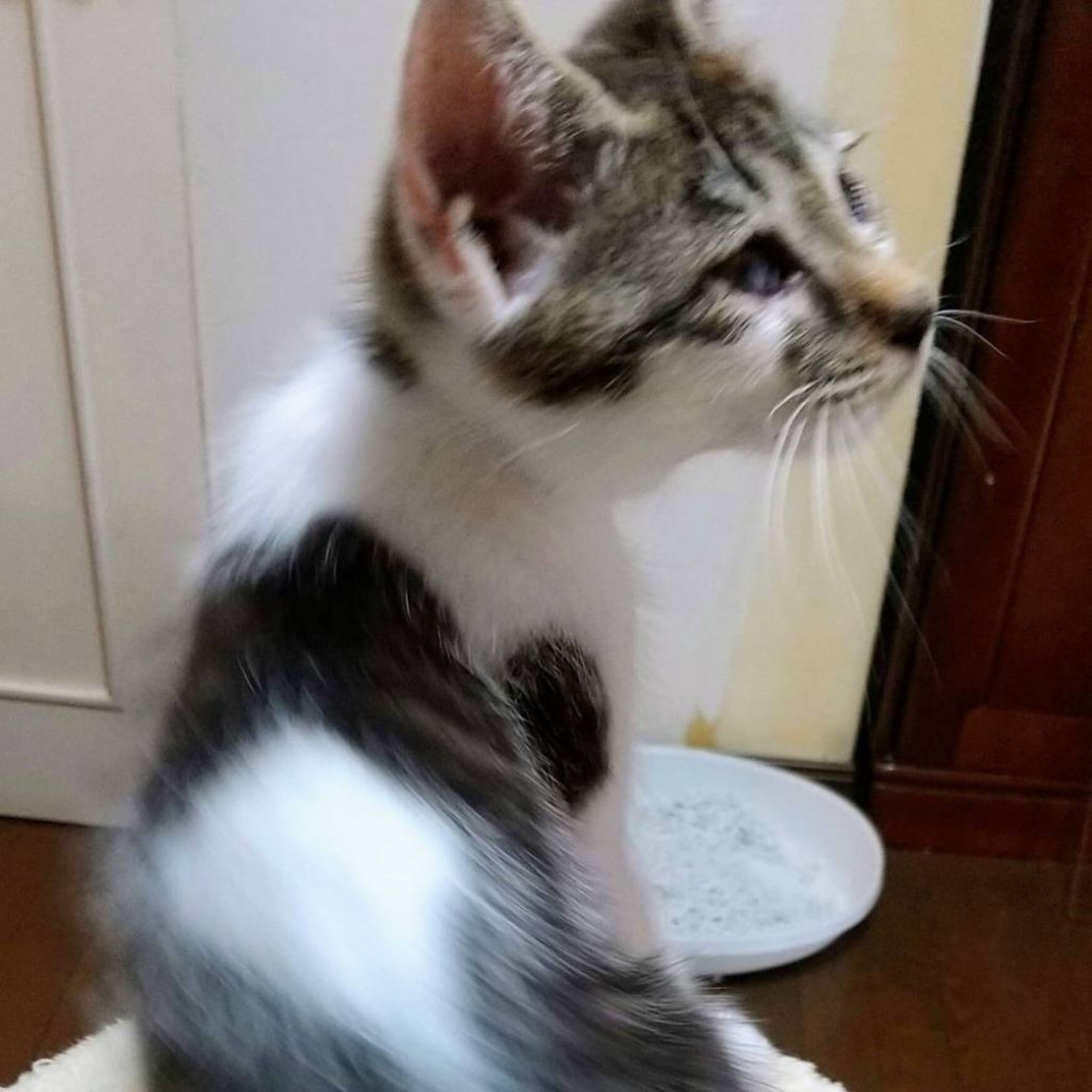pet-image-7