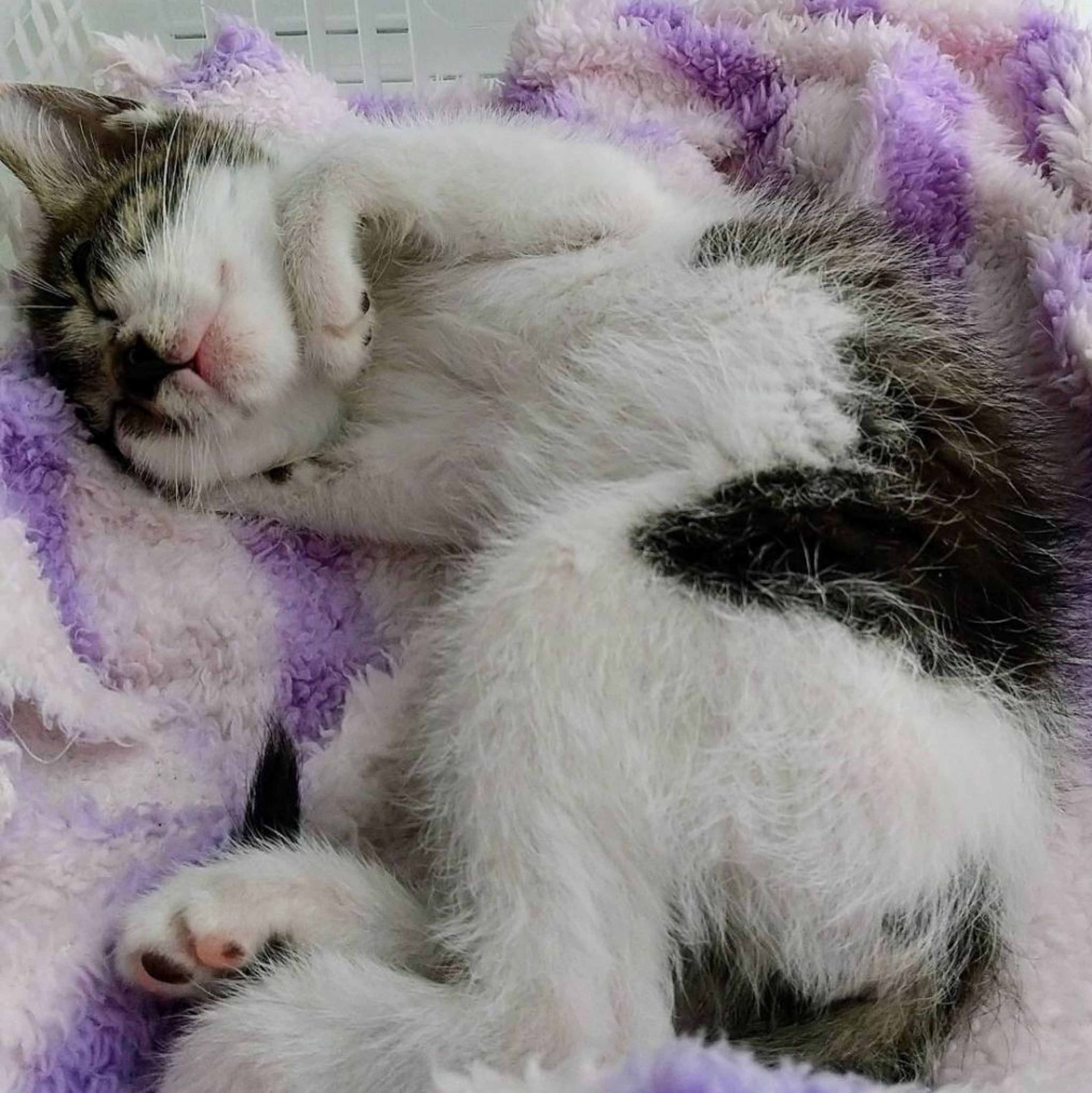 pet-image-9