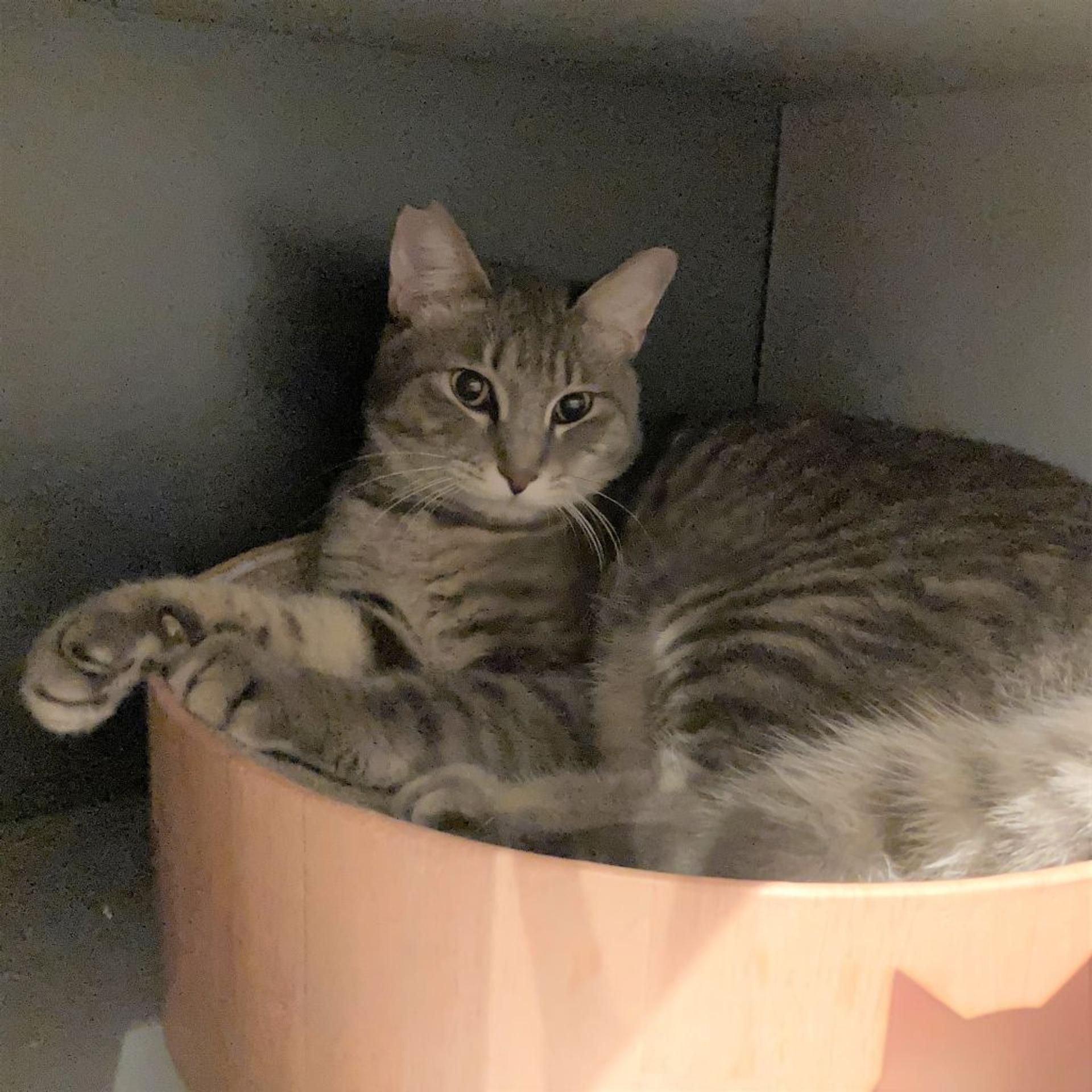 pet-image-2