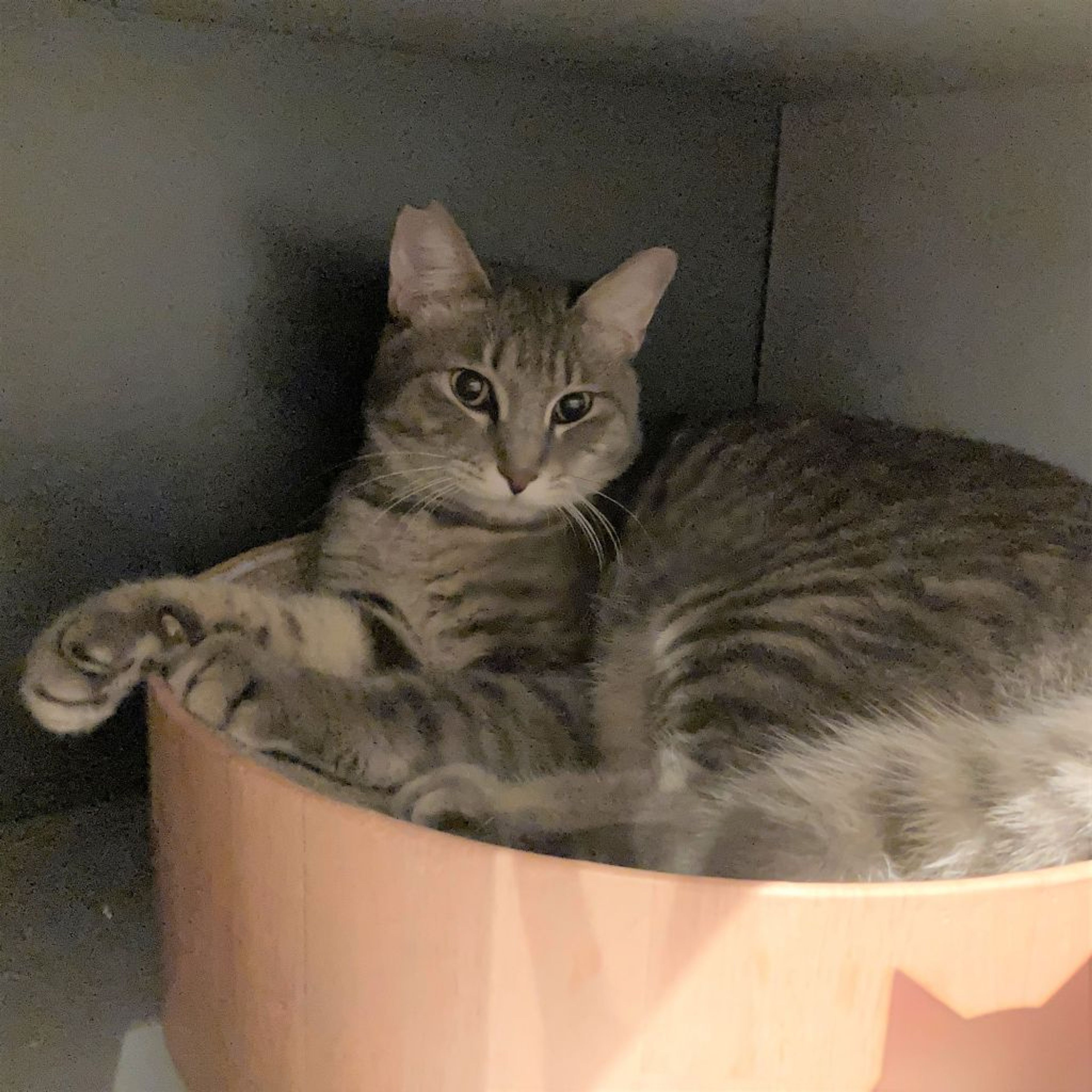 pet-image-2