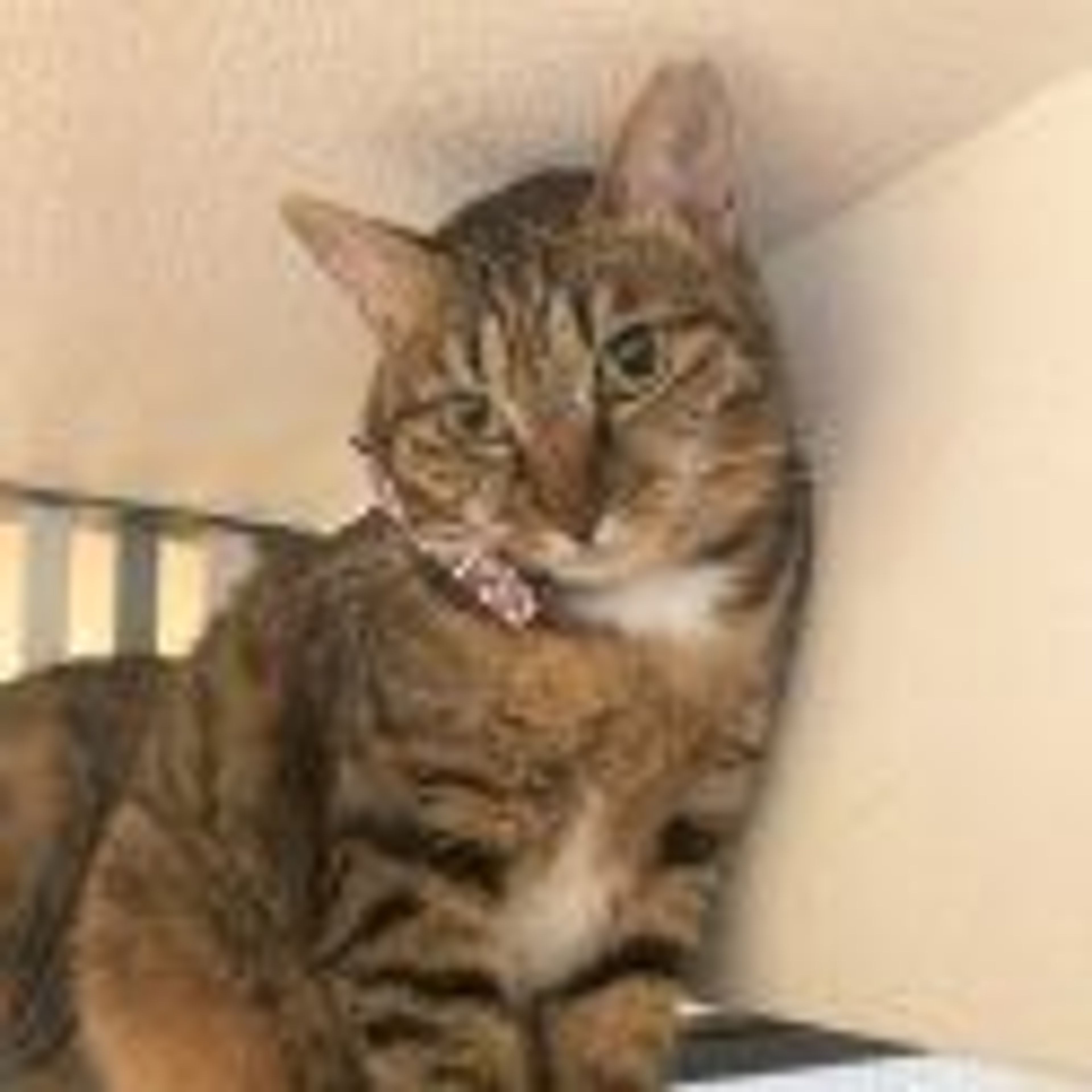 pet-image-2
