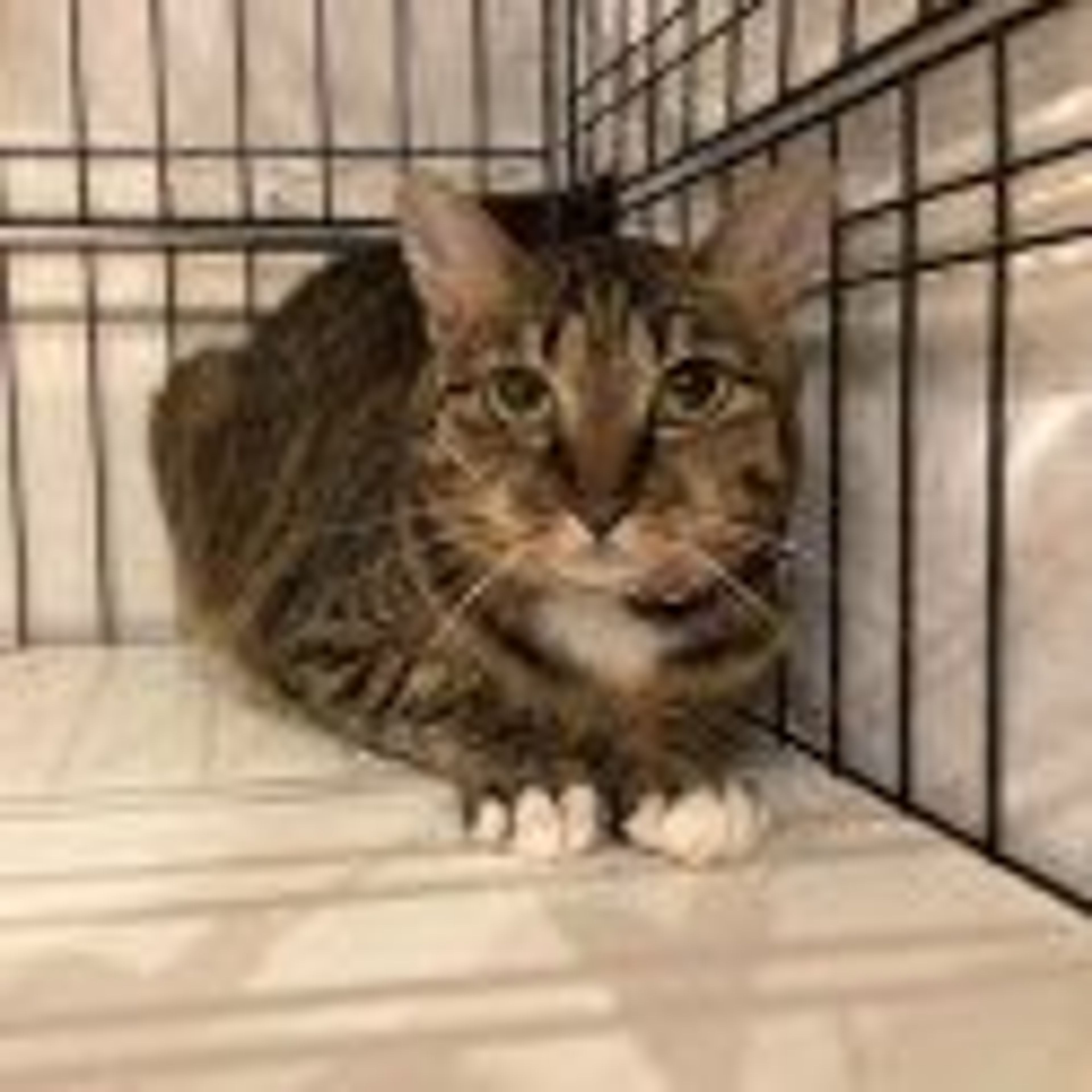pet-image-3