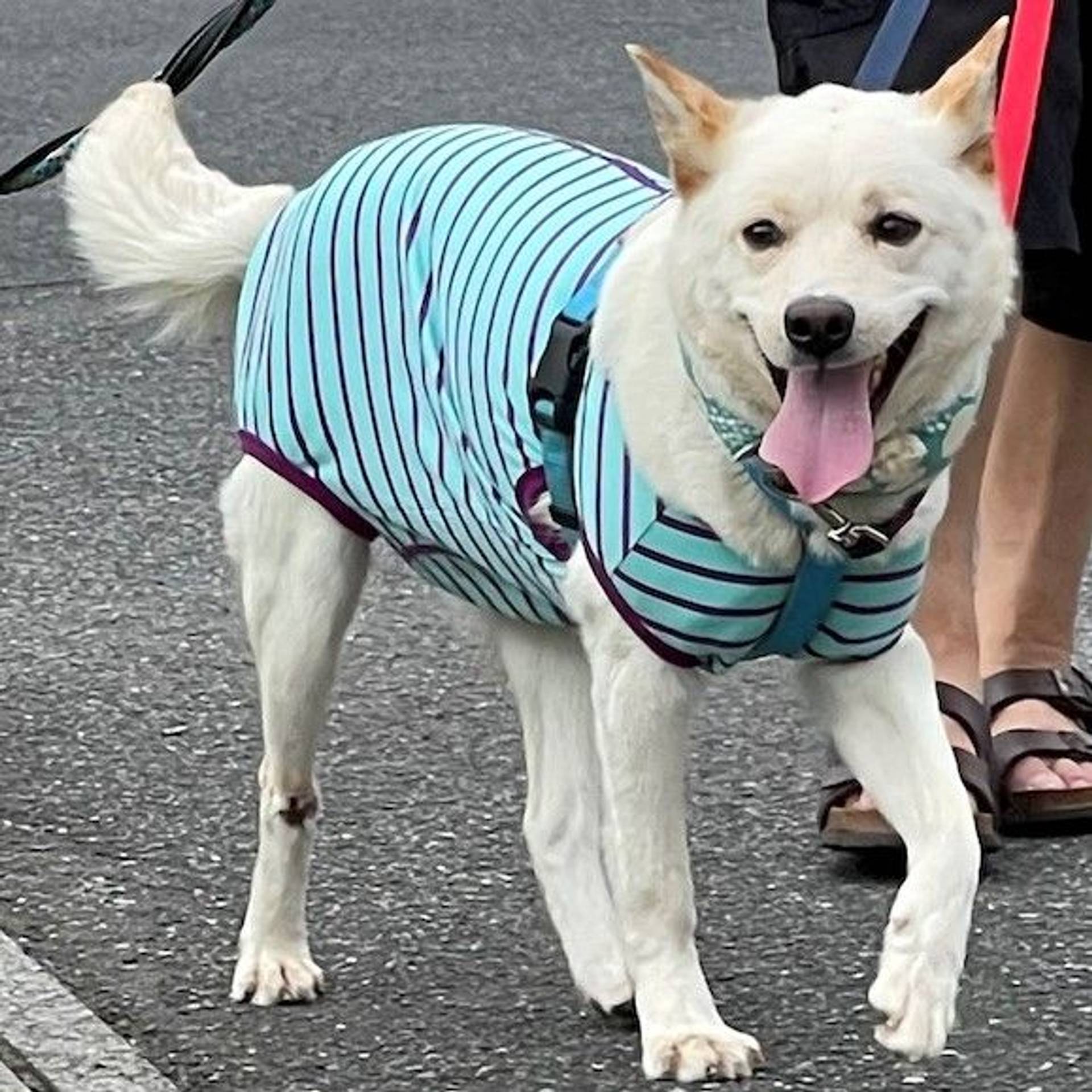 雑種（ミックス犬）・メスの里親募集の写真