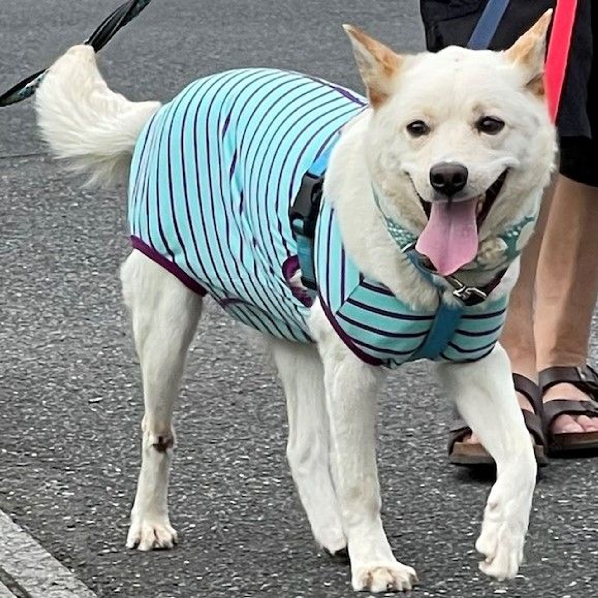 雑種（ミックス犬）・メスの里親募集の写真