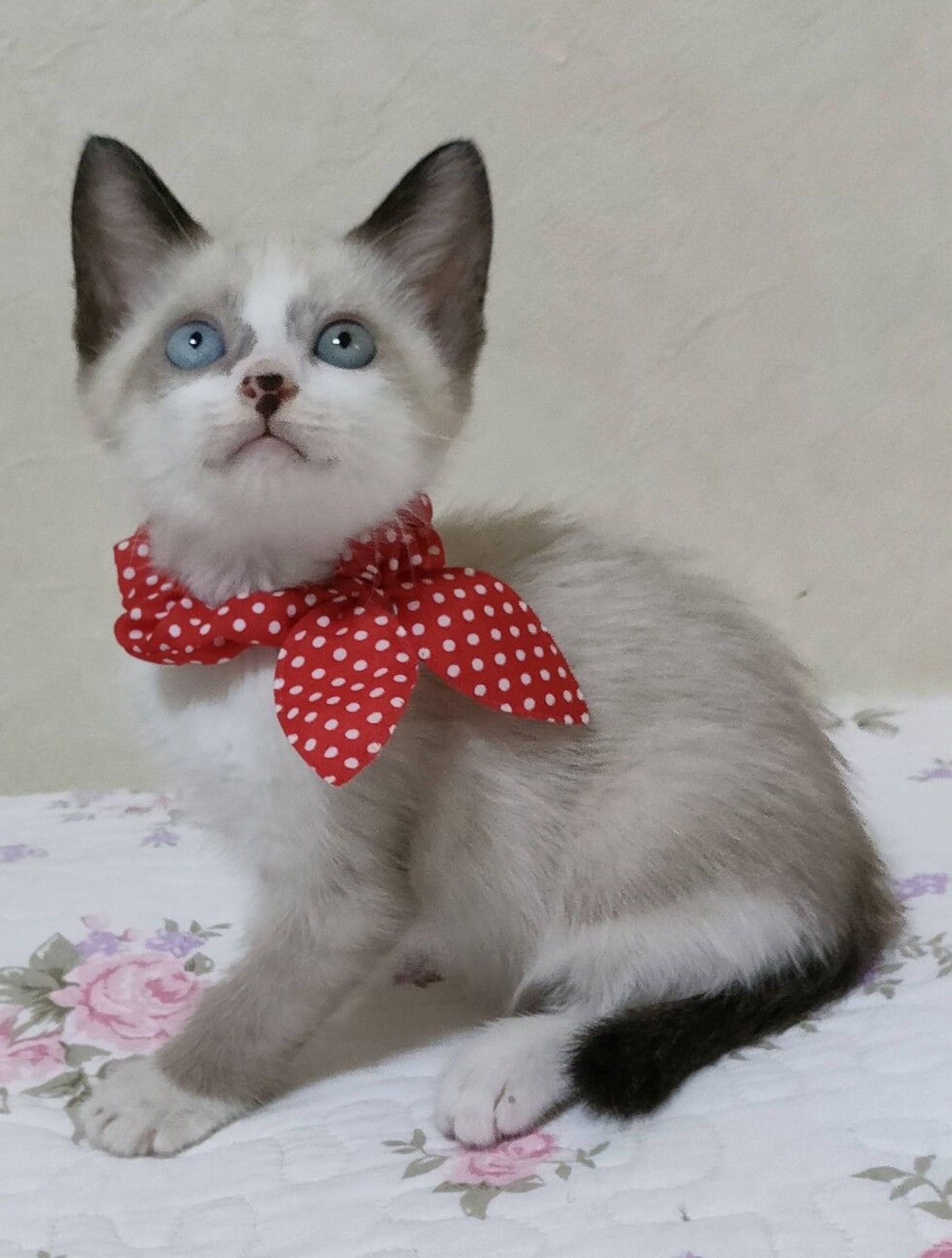 雑種（ミックス猫）・オスの里親募集の写真