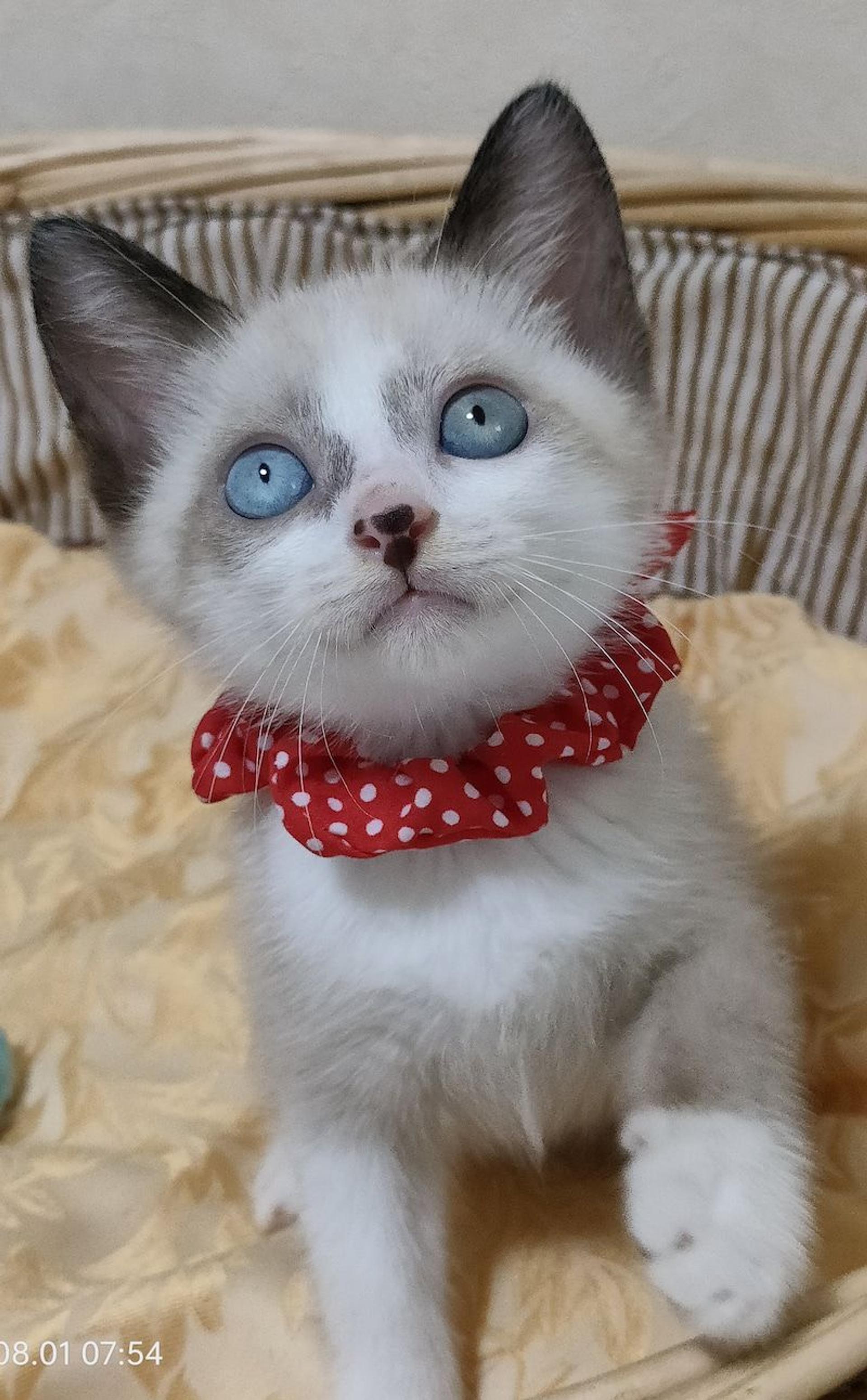 pet-image-3