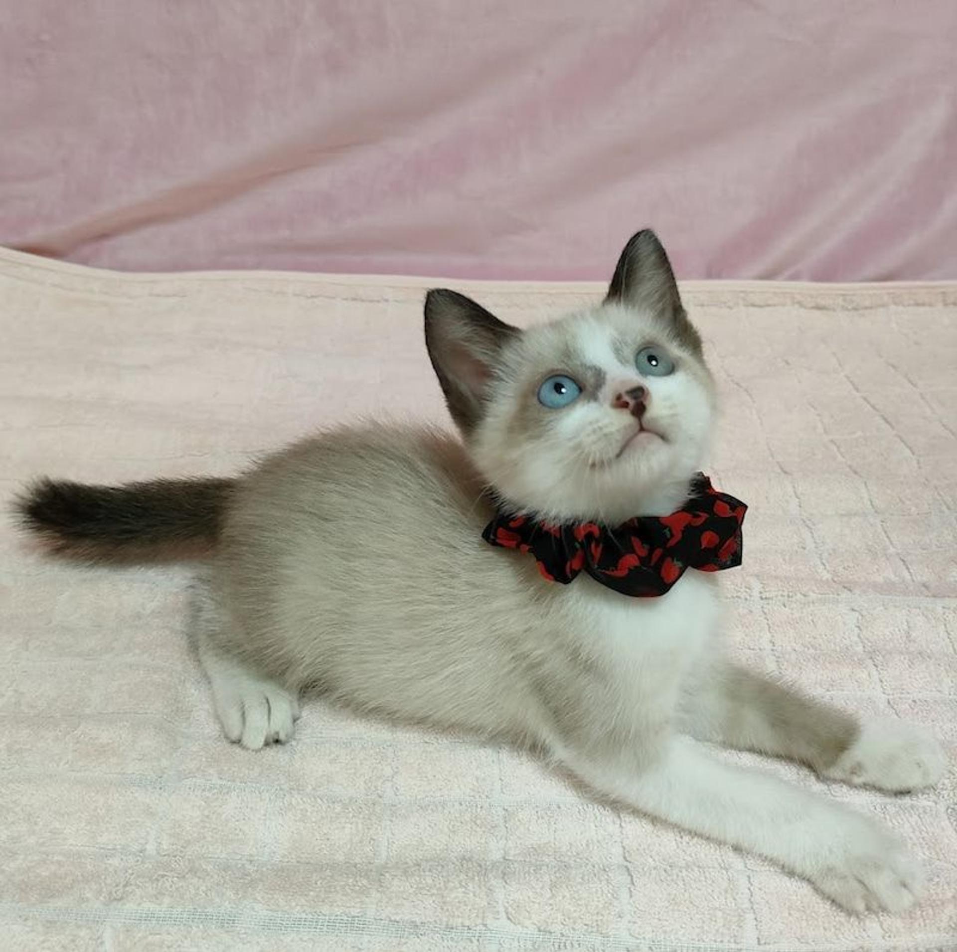 pet-image-4