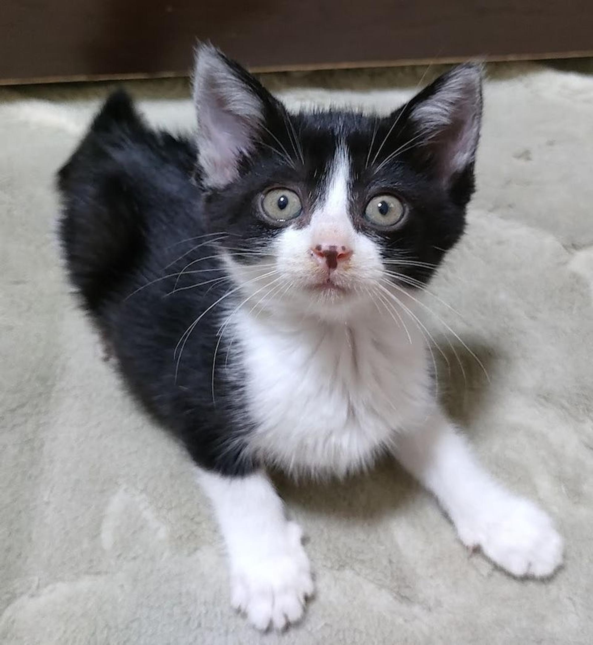 pet-image-2