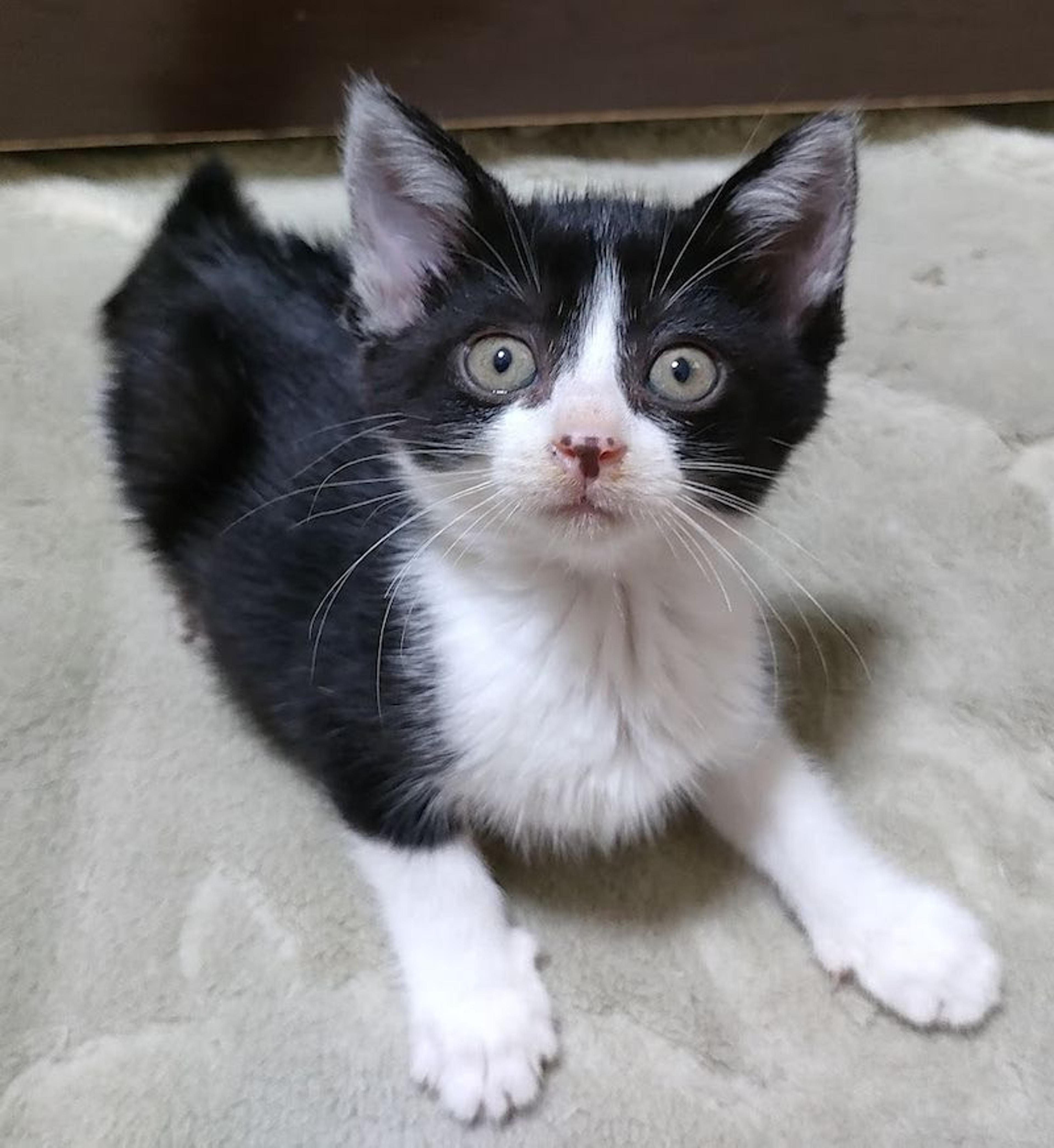 pet-image-2