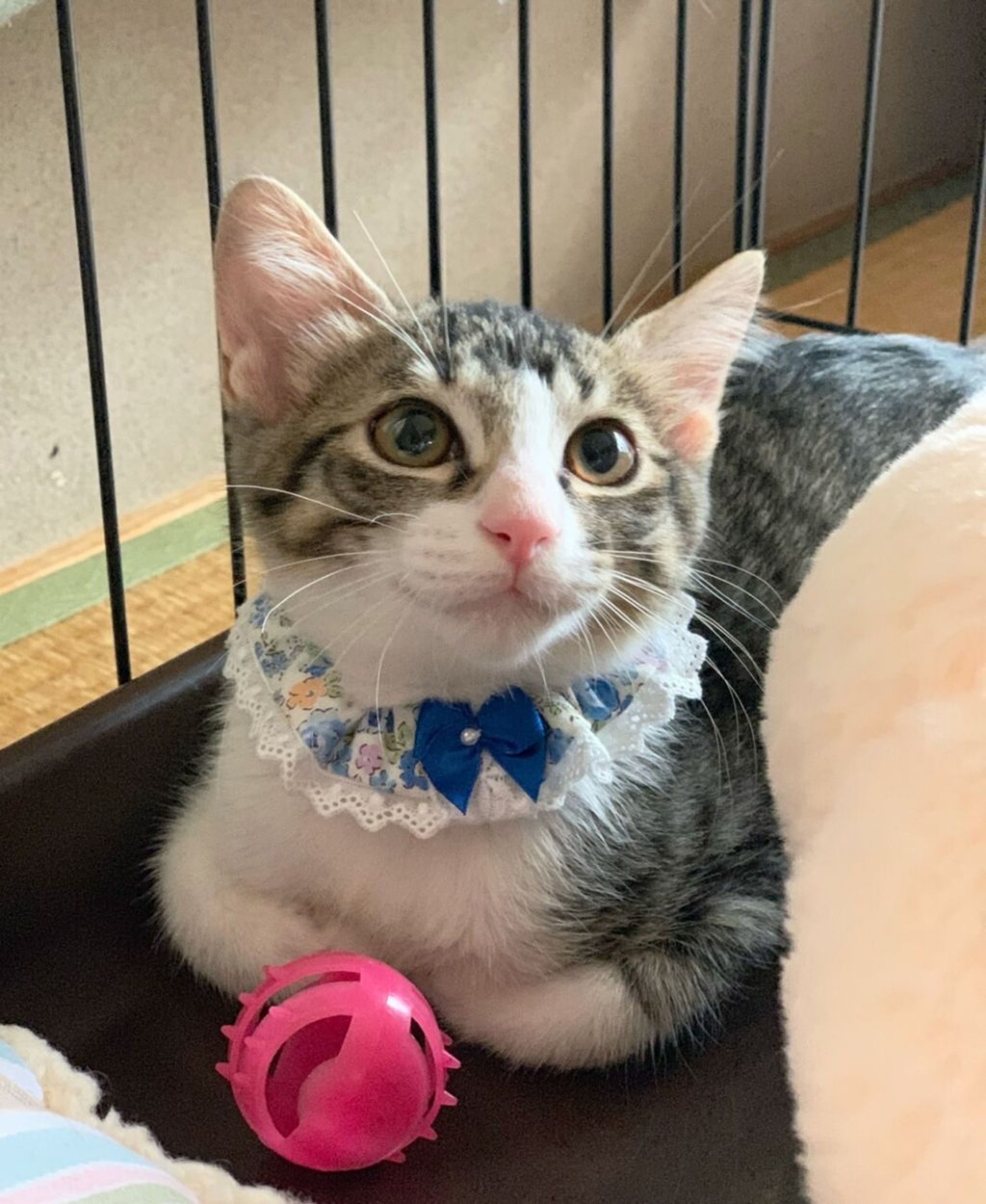 雑種（ミックス猫）・オスの里親募集の写真