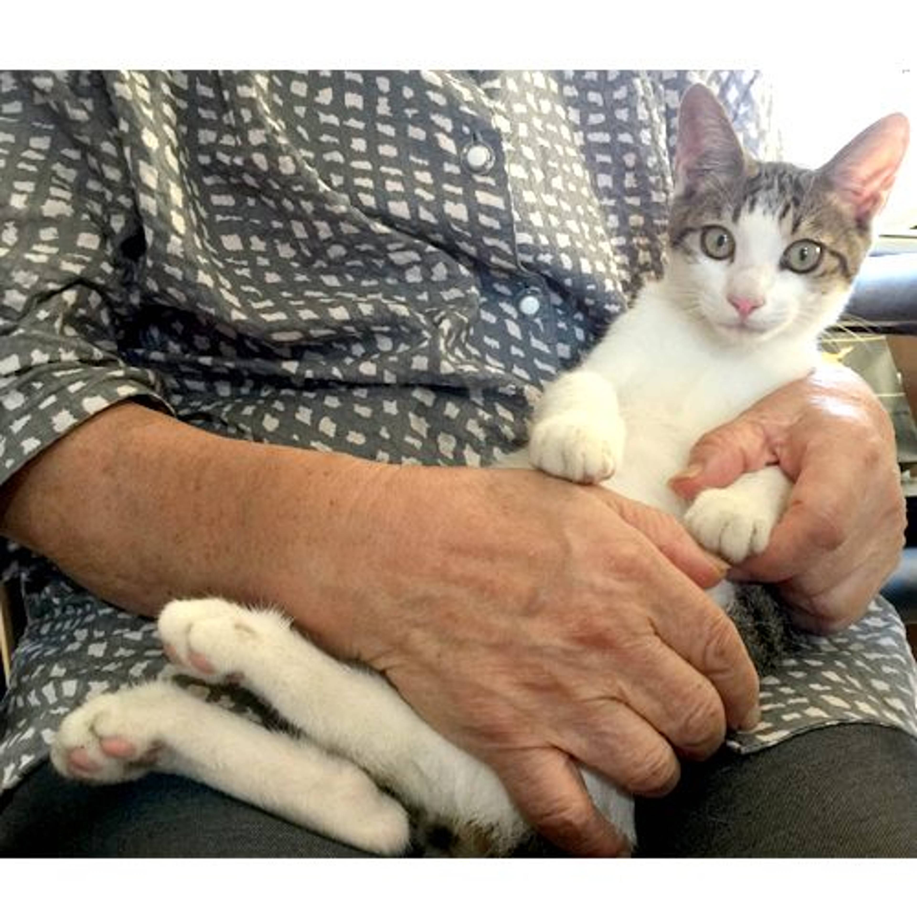 雑種（ミックス猫）・オスの里親募集の写真