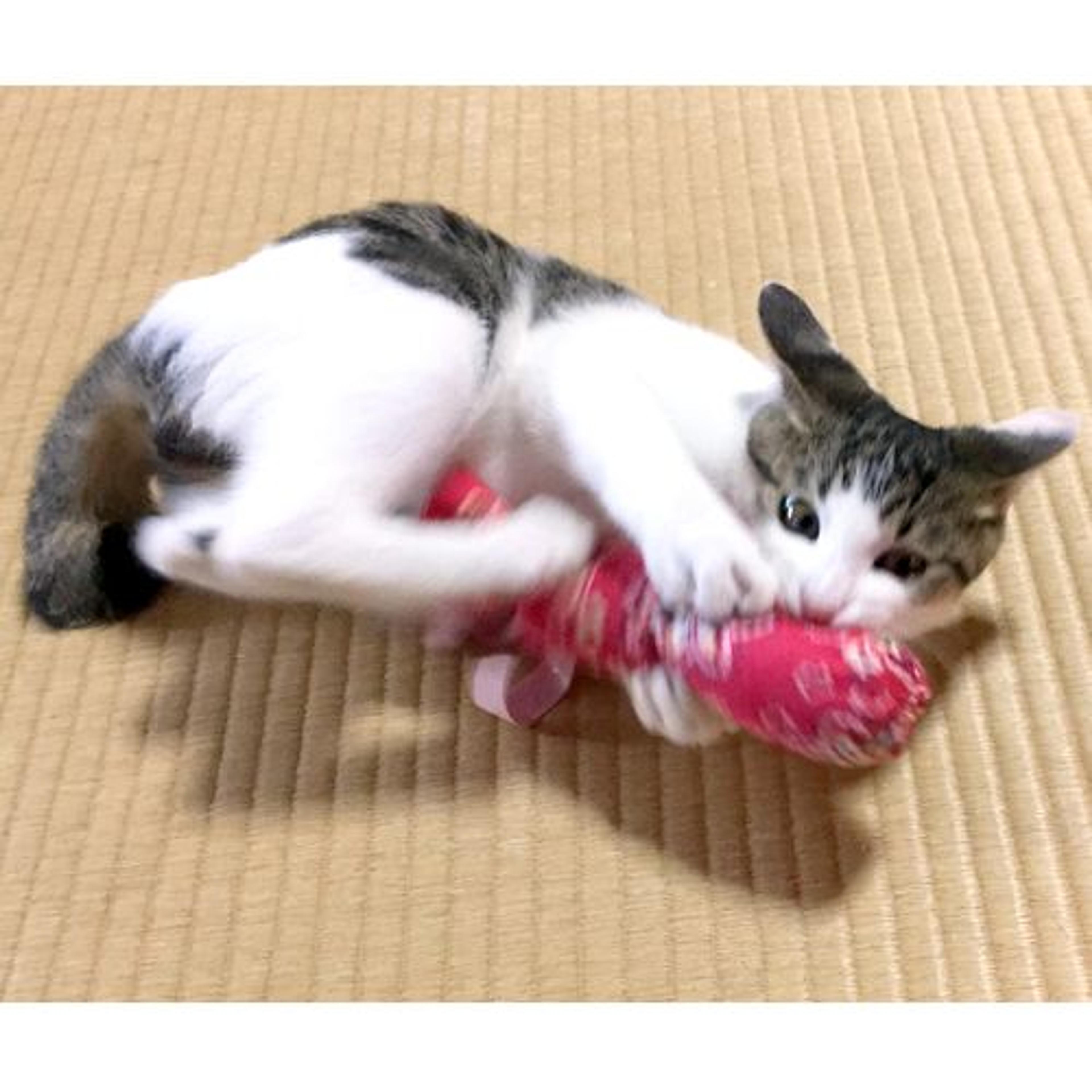 pet-image-2