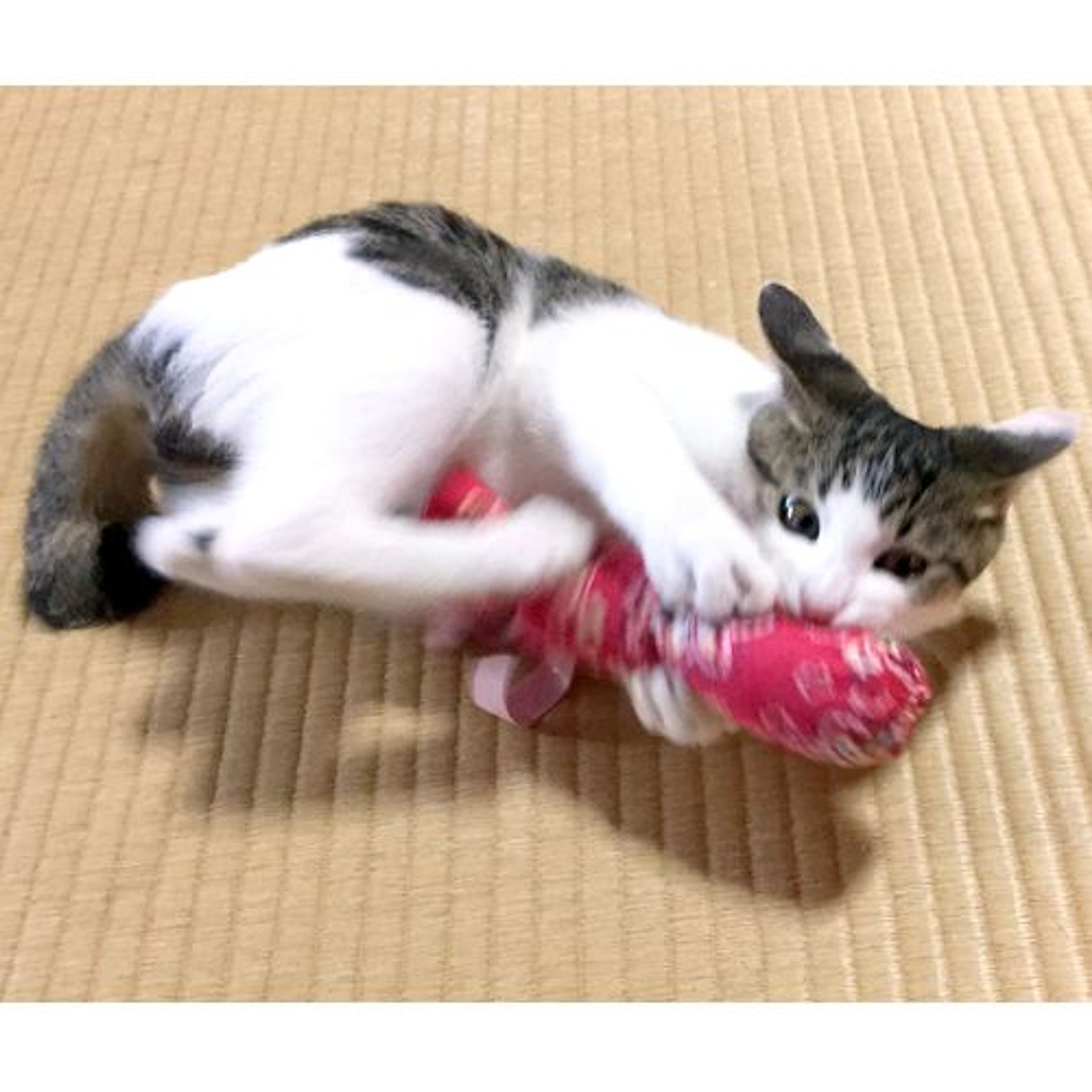 pet-image-2