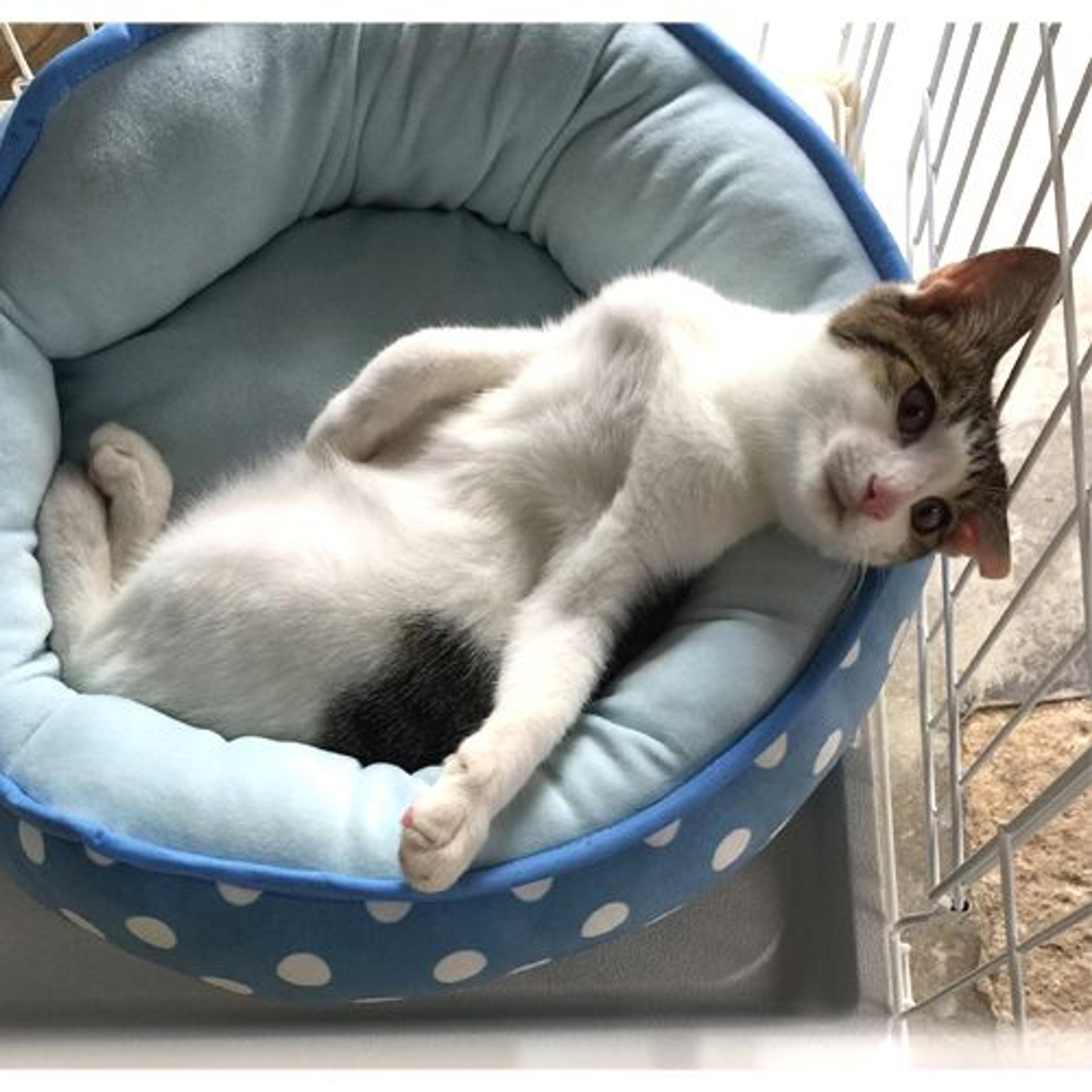 pet-image-3