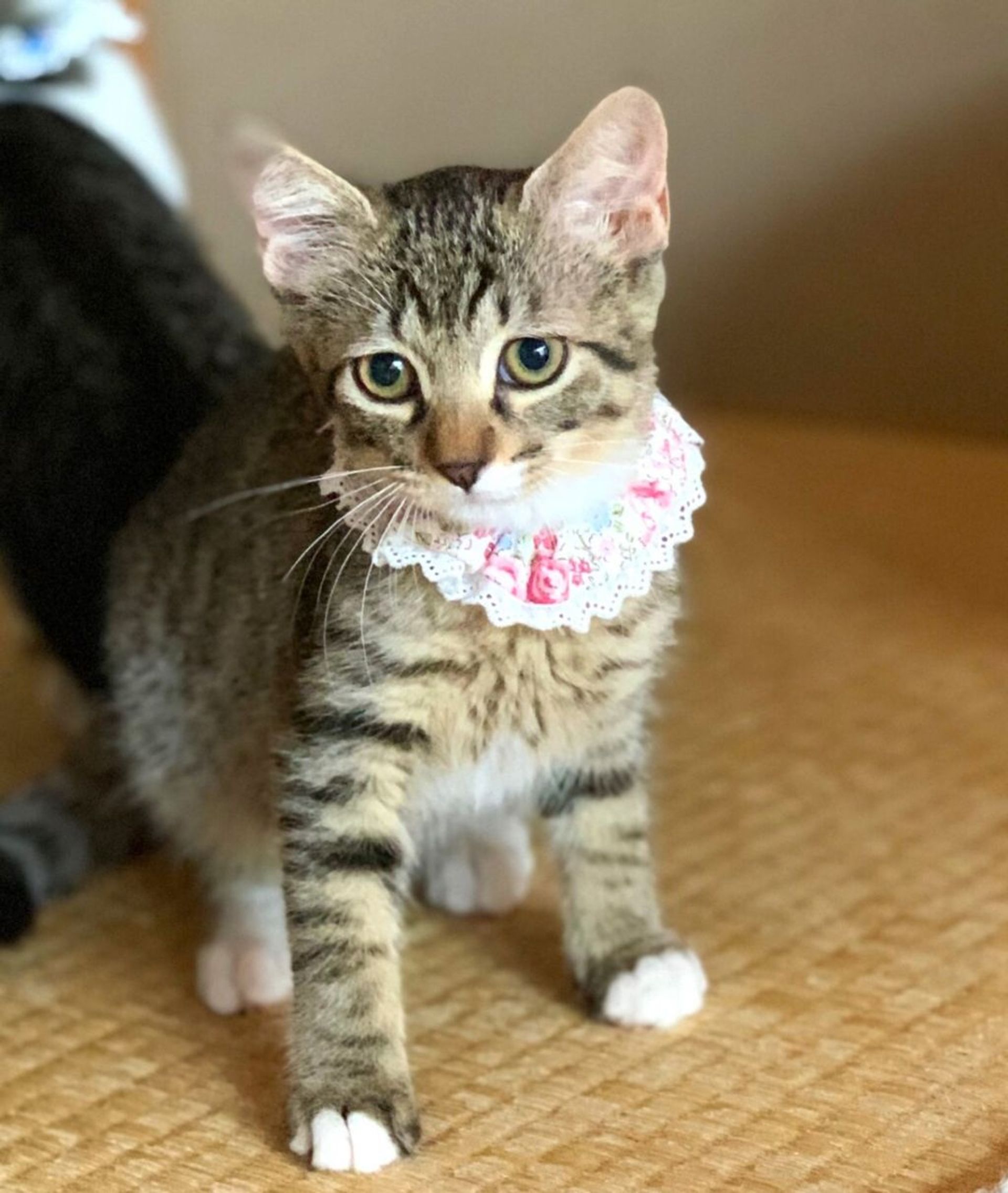 雑種（ミックス猫）・メスの里親募集の写真