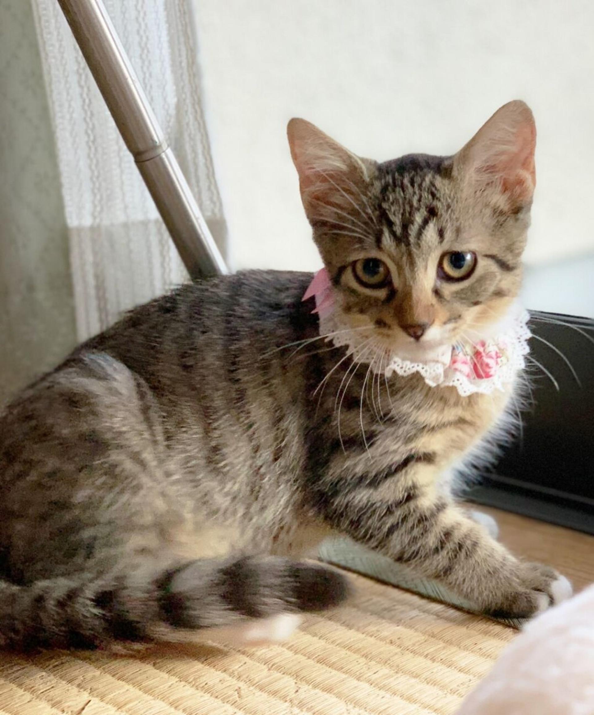 pet-image-2