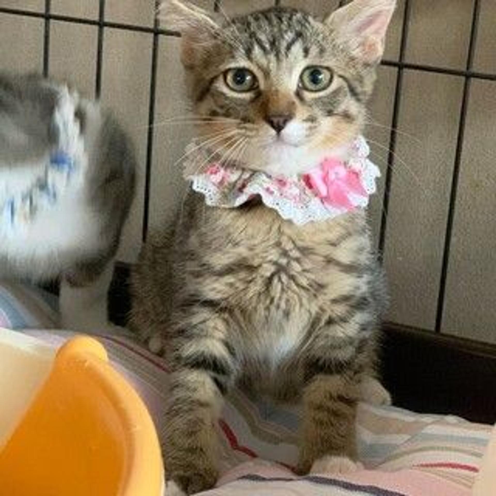 pet-image-3