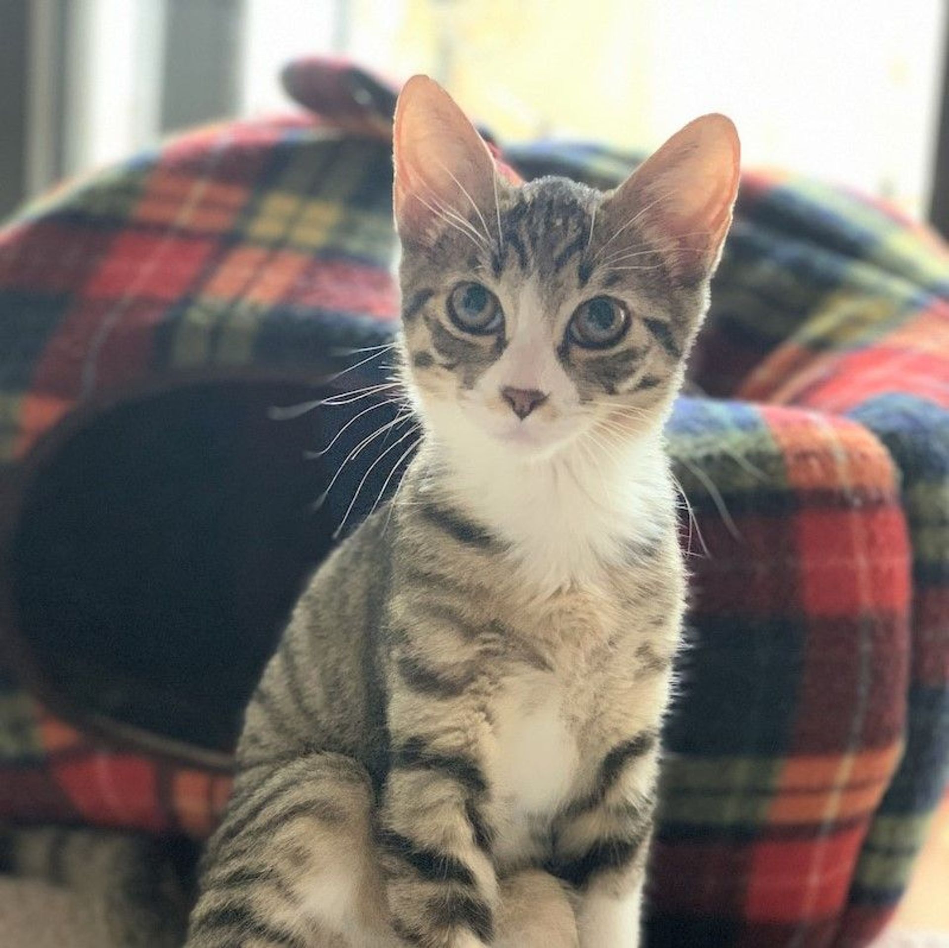 雑種（ミックス猫）・オスの里親募集の写真