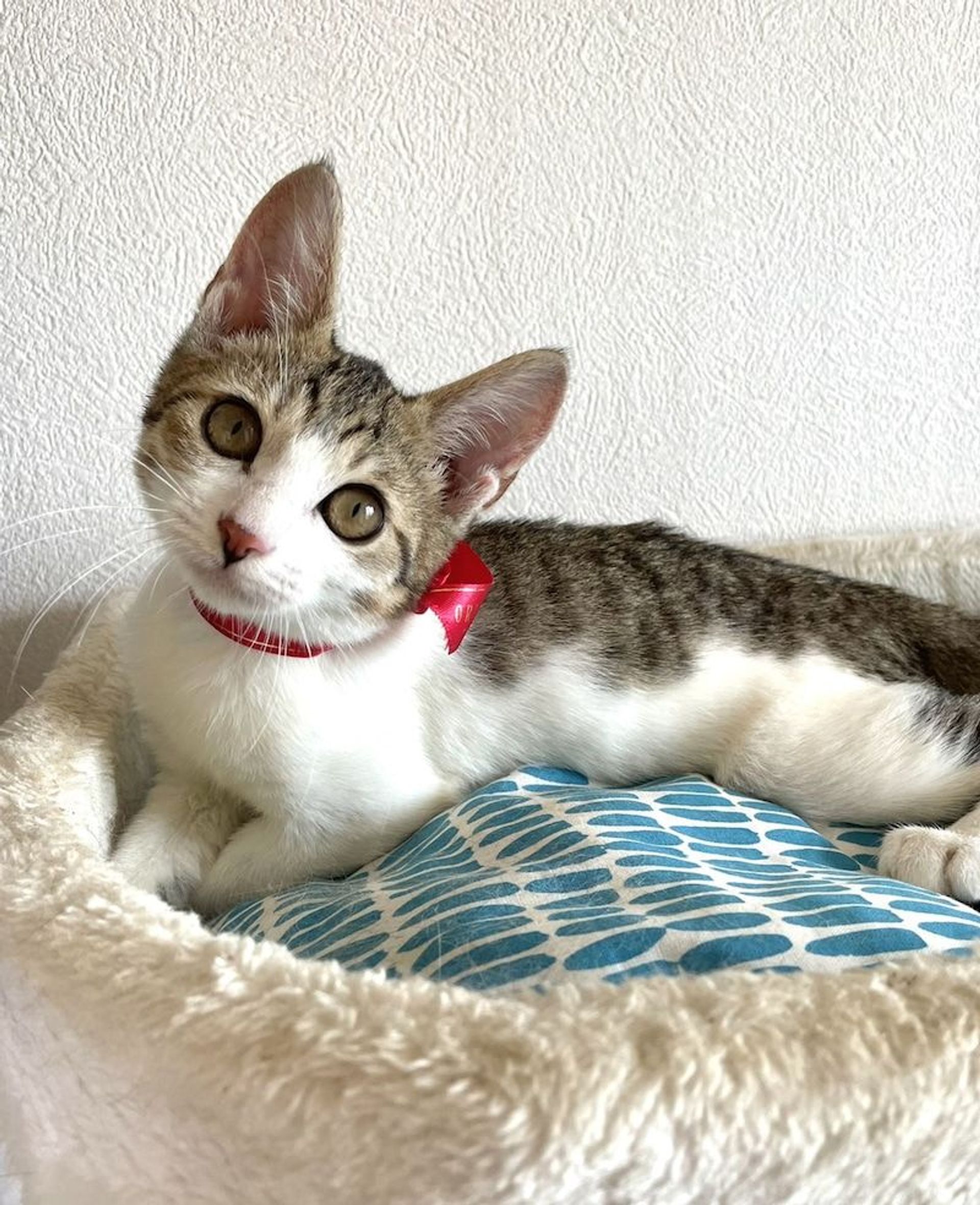 雑種（ミックス猫）・オスの里親募集の写真