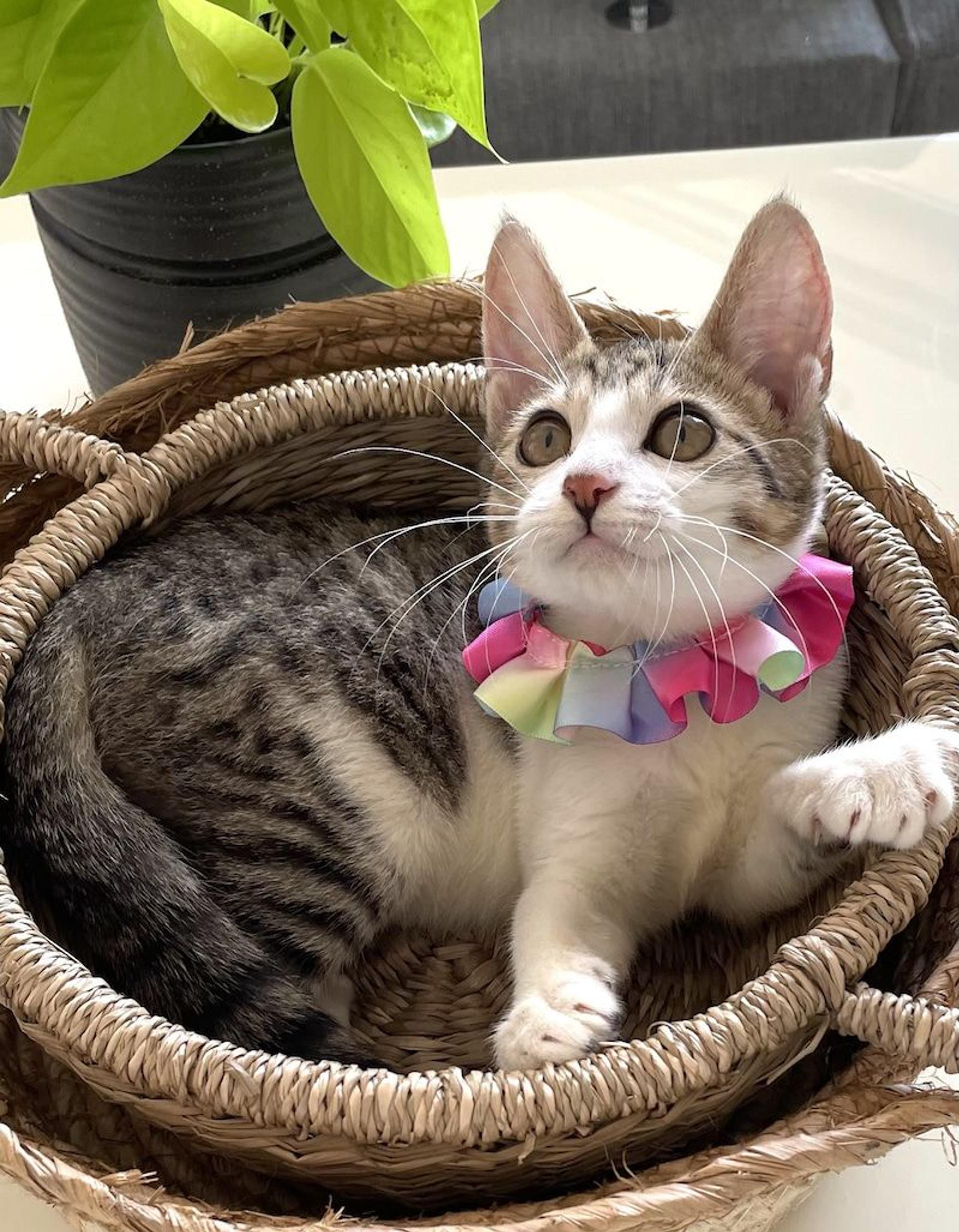 pet-image-2