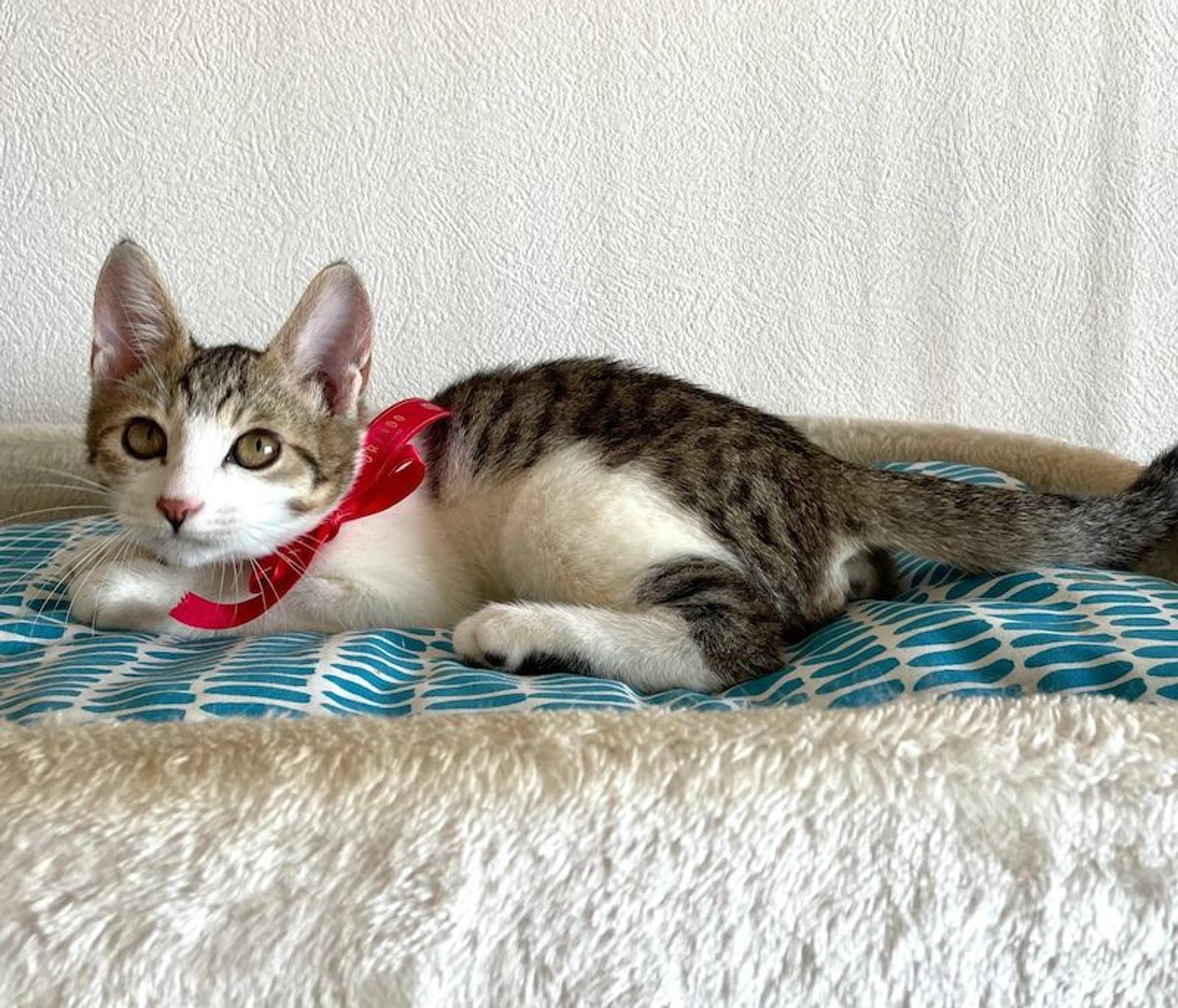 pet-image-3