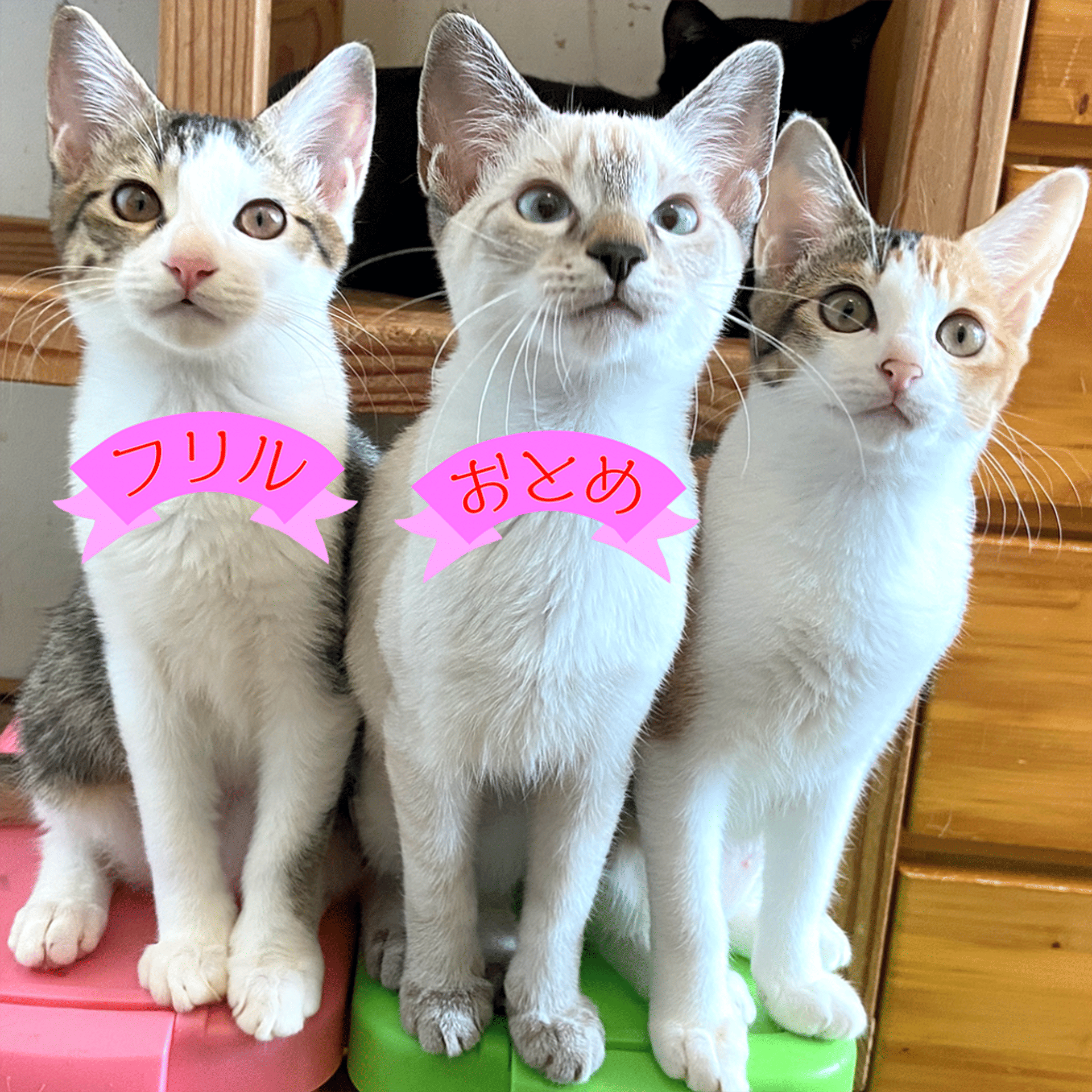雑種（ミックス猫）・メスの里親募集の写真