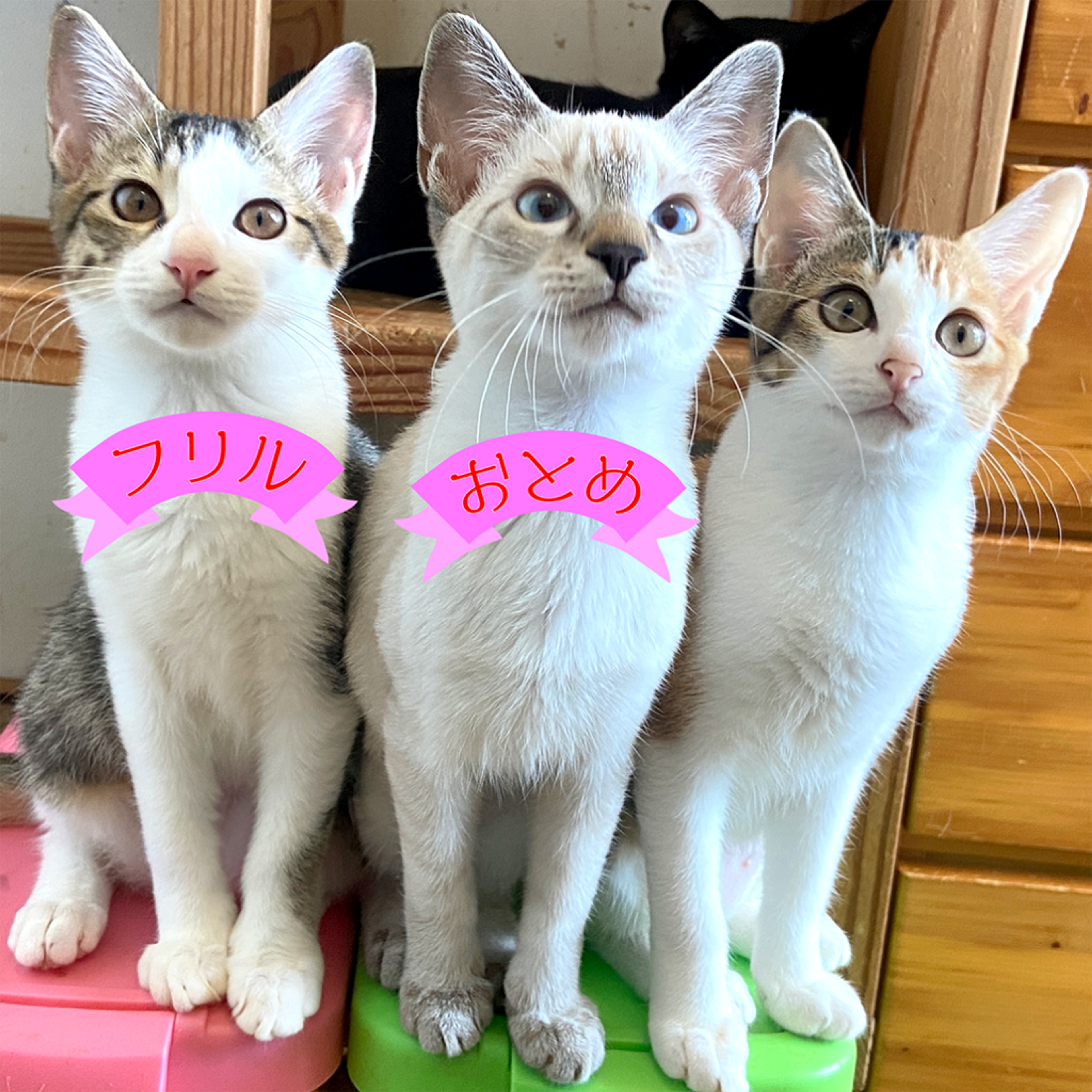 雑種（ミックス猫）・メスの里親募集の写真