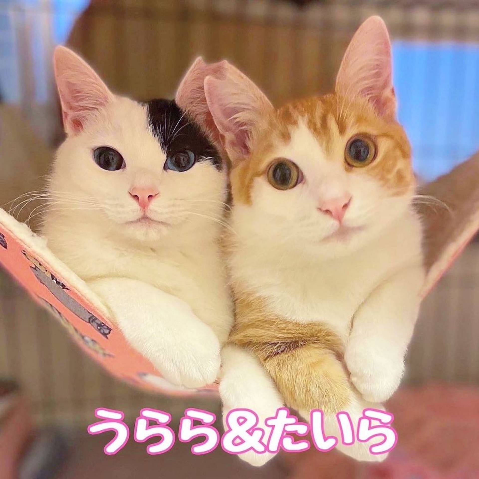 日本猫・メスの里親募集の写真