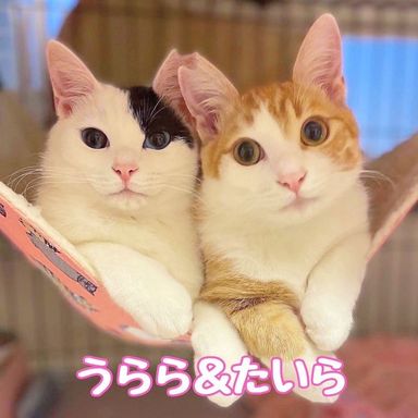 うらら☆たいらの写真