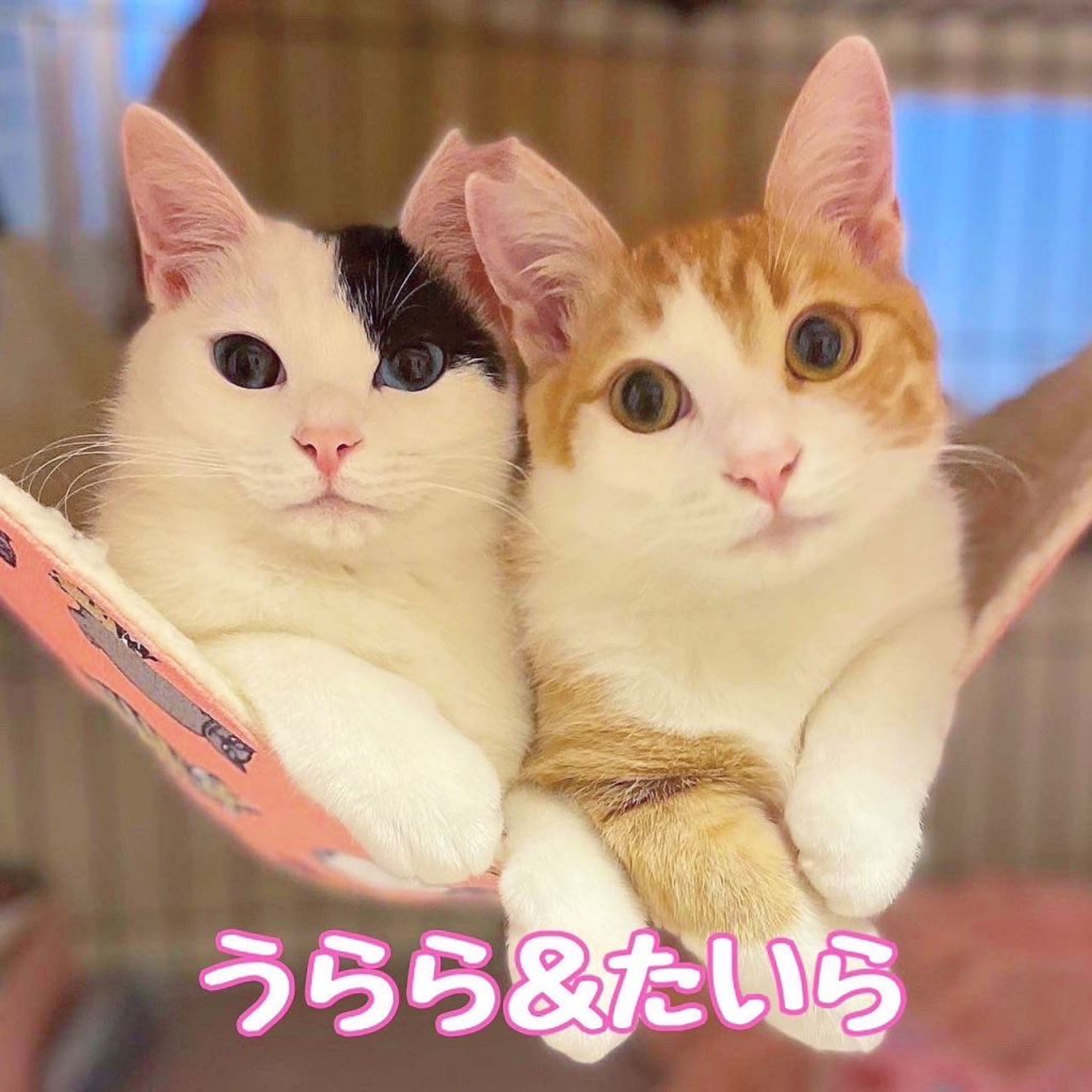 日本猫・メスの里親募集の写真