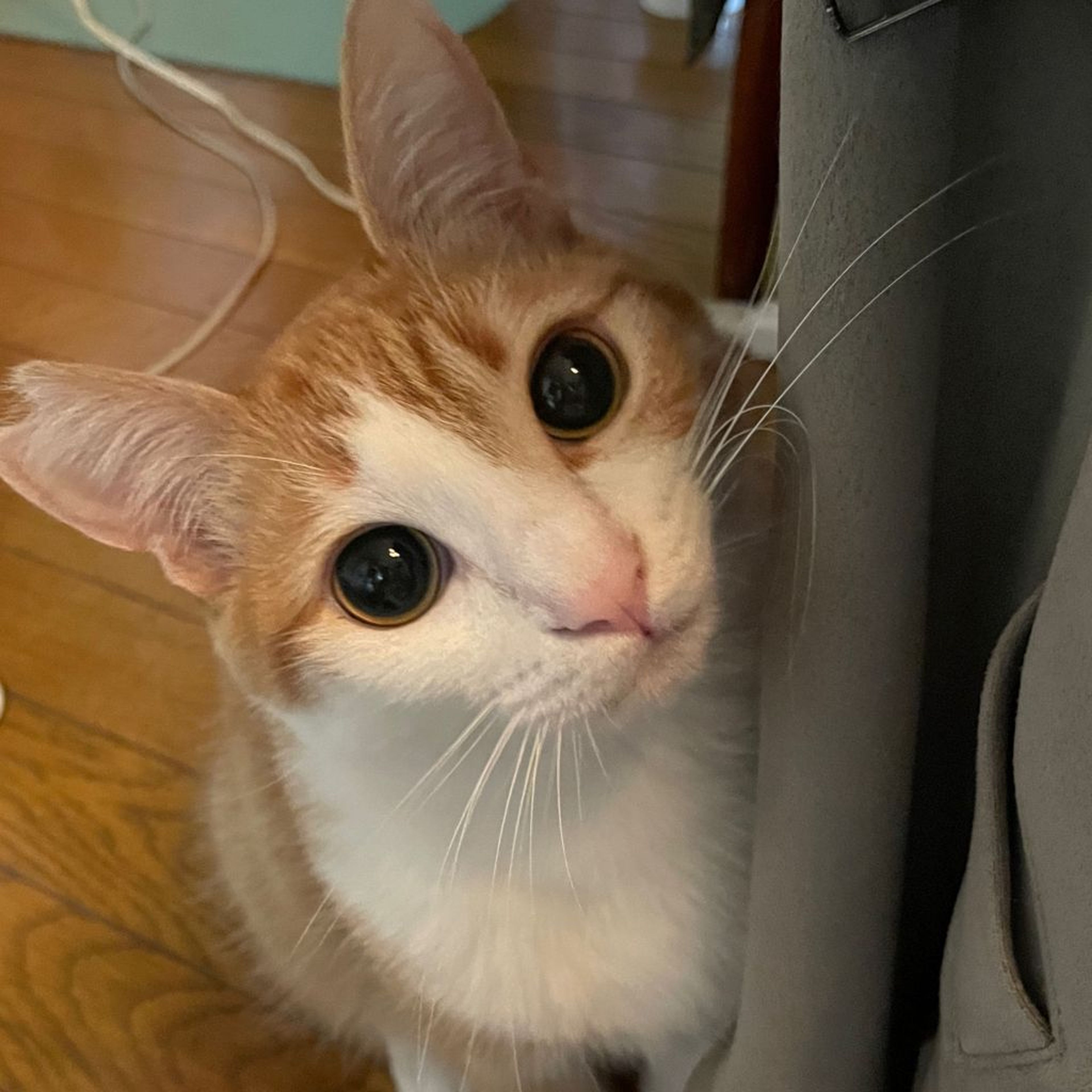 pet-image-2
